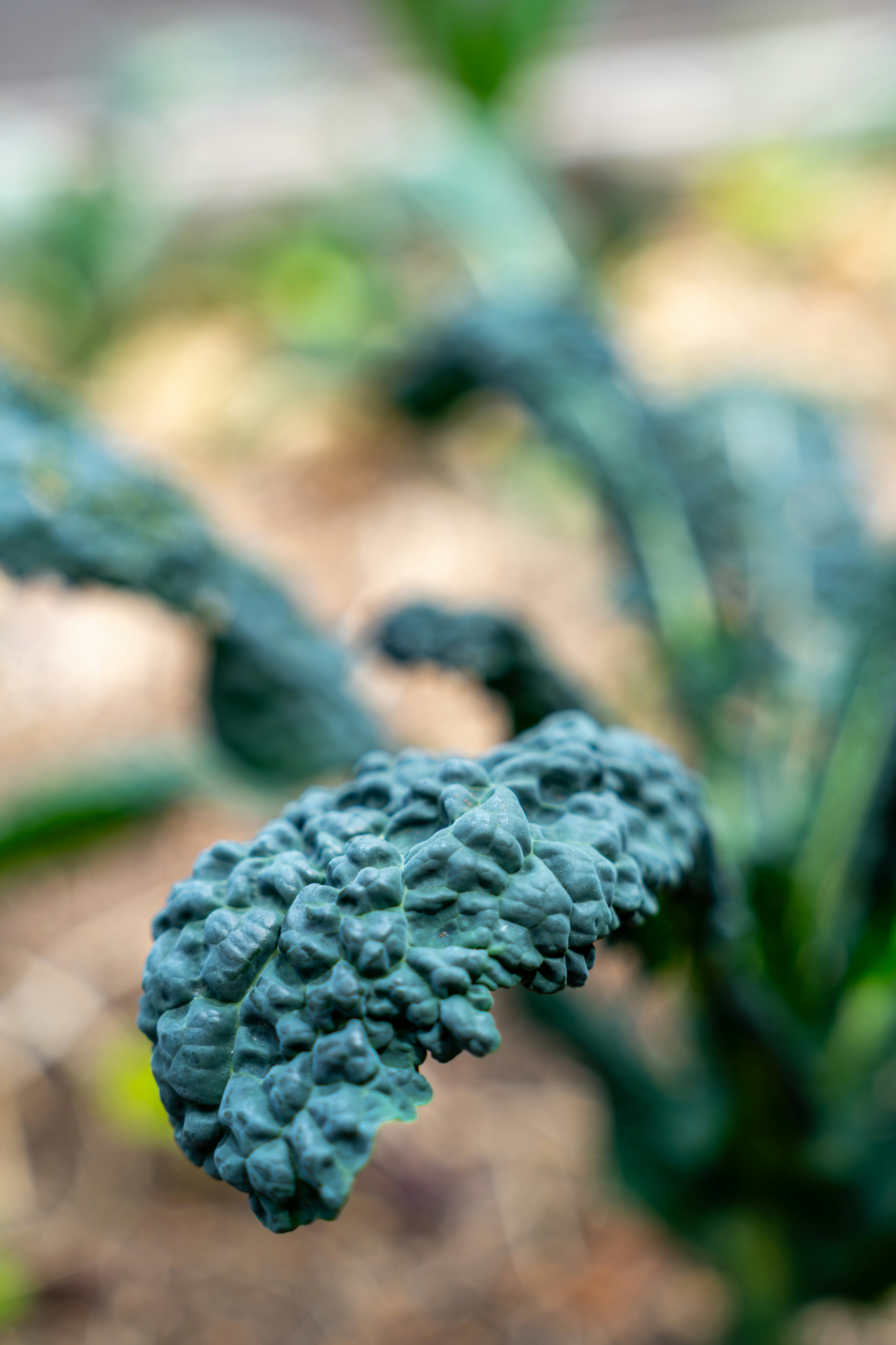 A dark green textured kale leaf growing in a garden