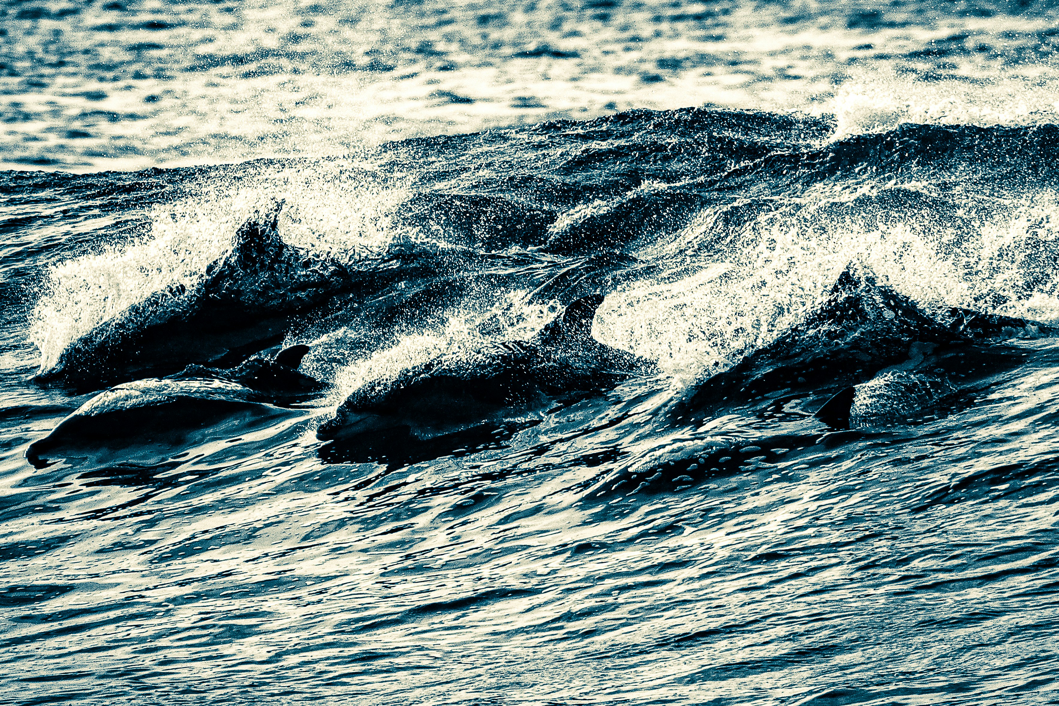 A pod of dolphins swimming through crashing ocean waves