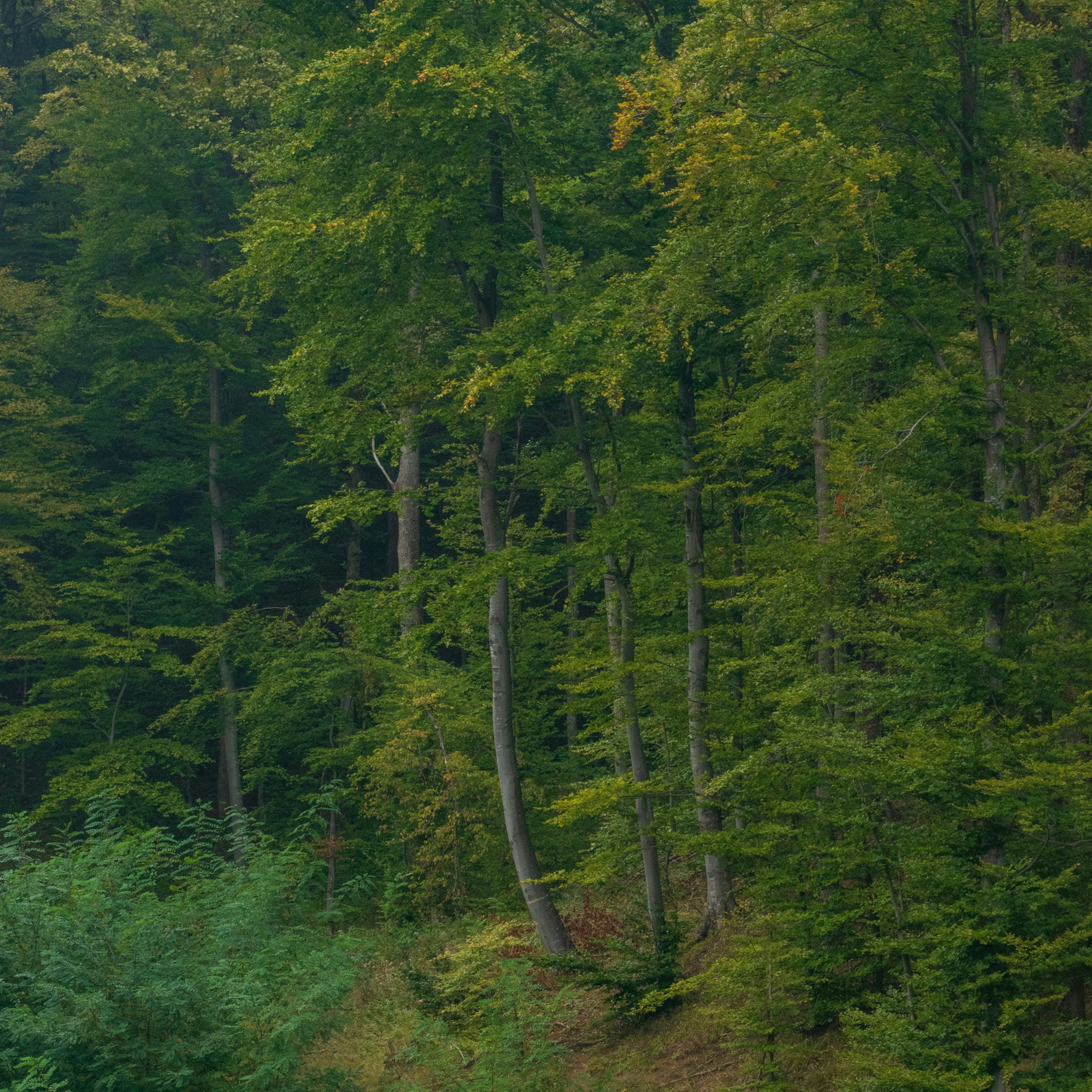 Dense Green Trees in a Forest with Hints of Yellow