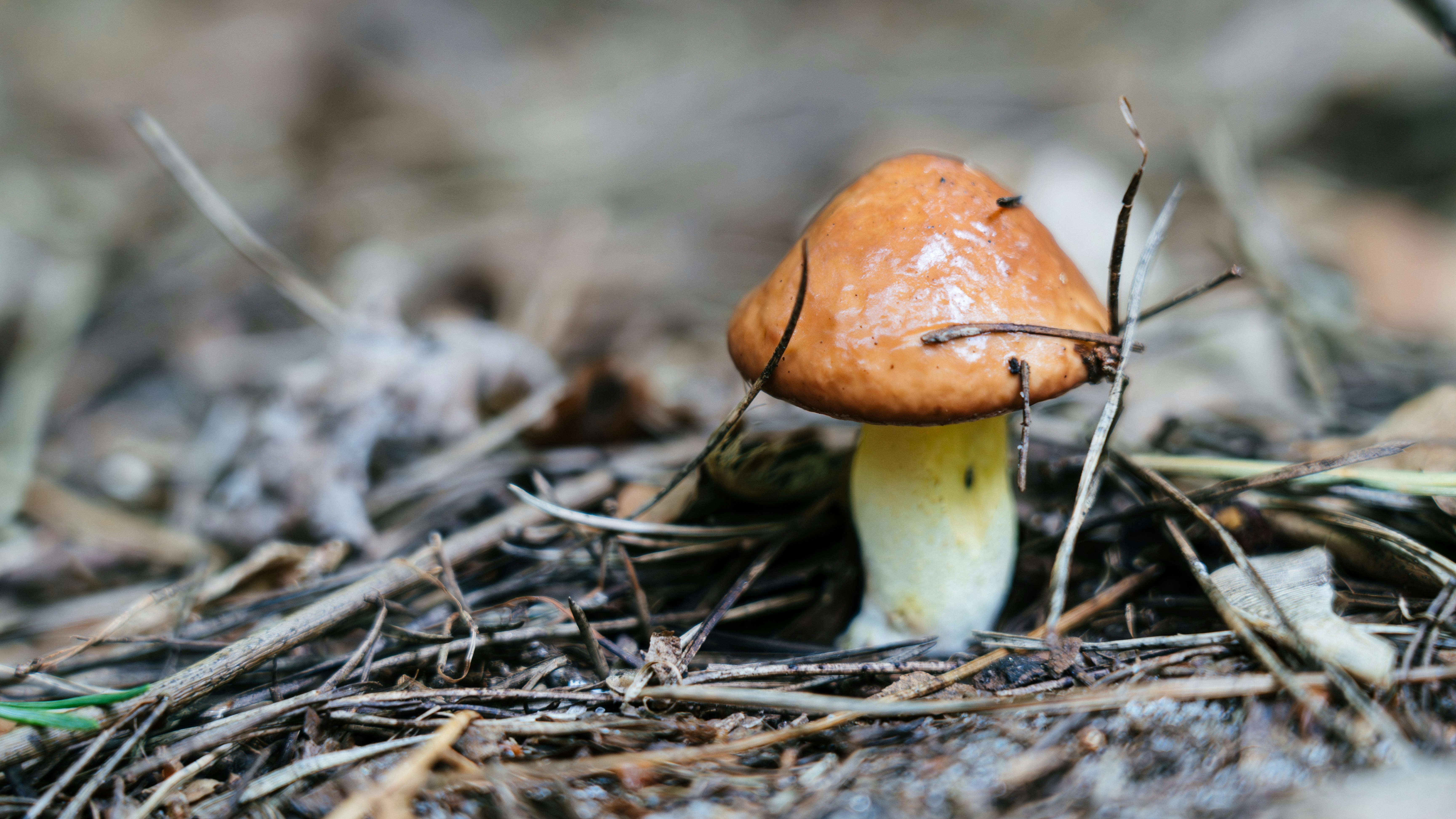 Un champignon brun à la tige pâle poussant parmi les aiguilles et les brindilles de pin