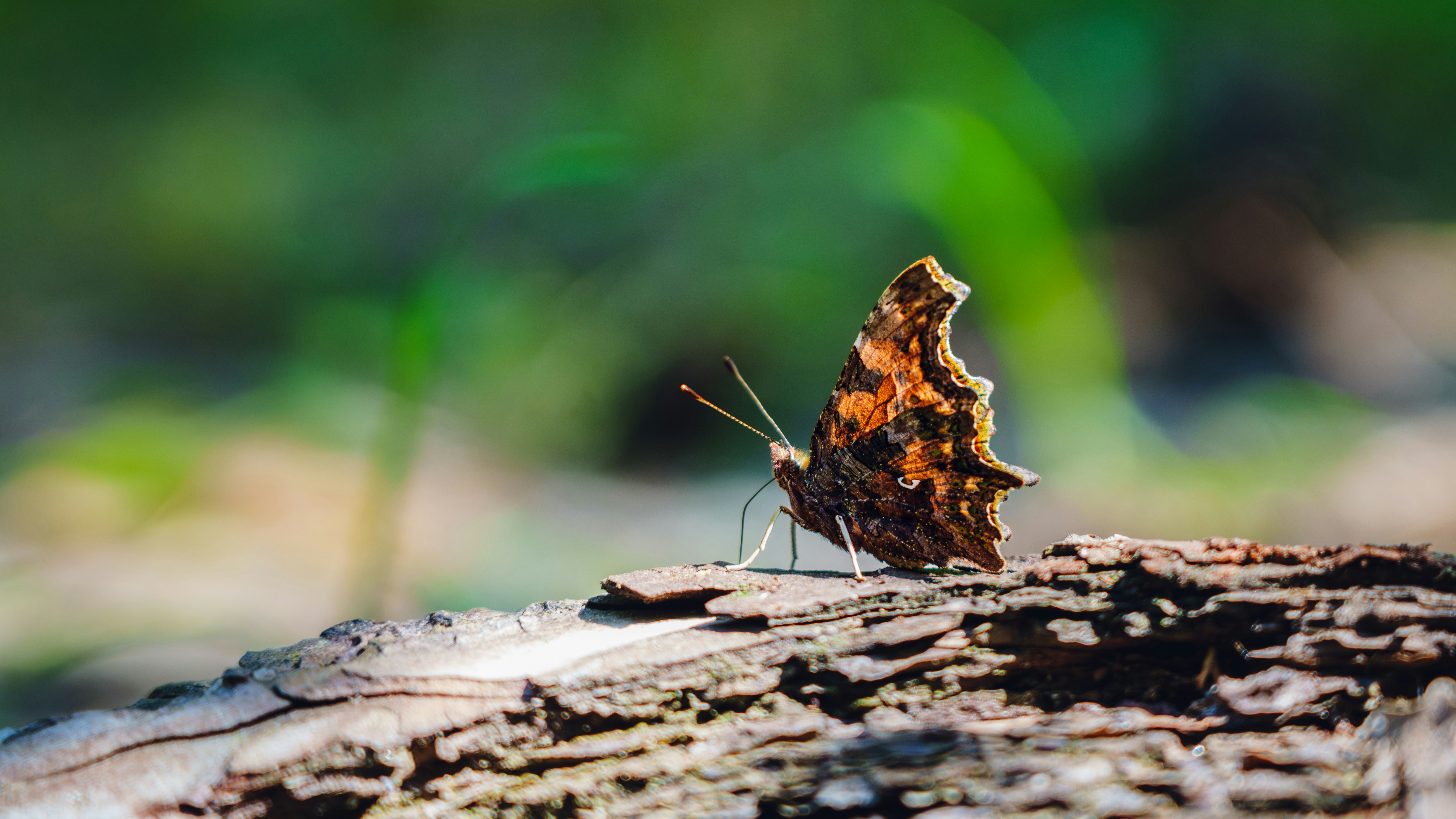 Un papillon virgule aux ailes orange et brunes, reposant sur l’écorce rugueuse d’un arbre