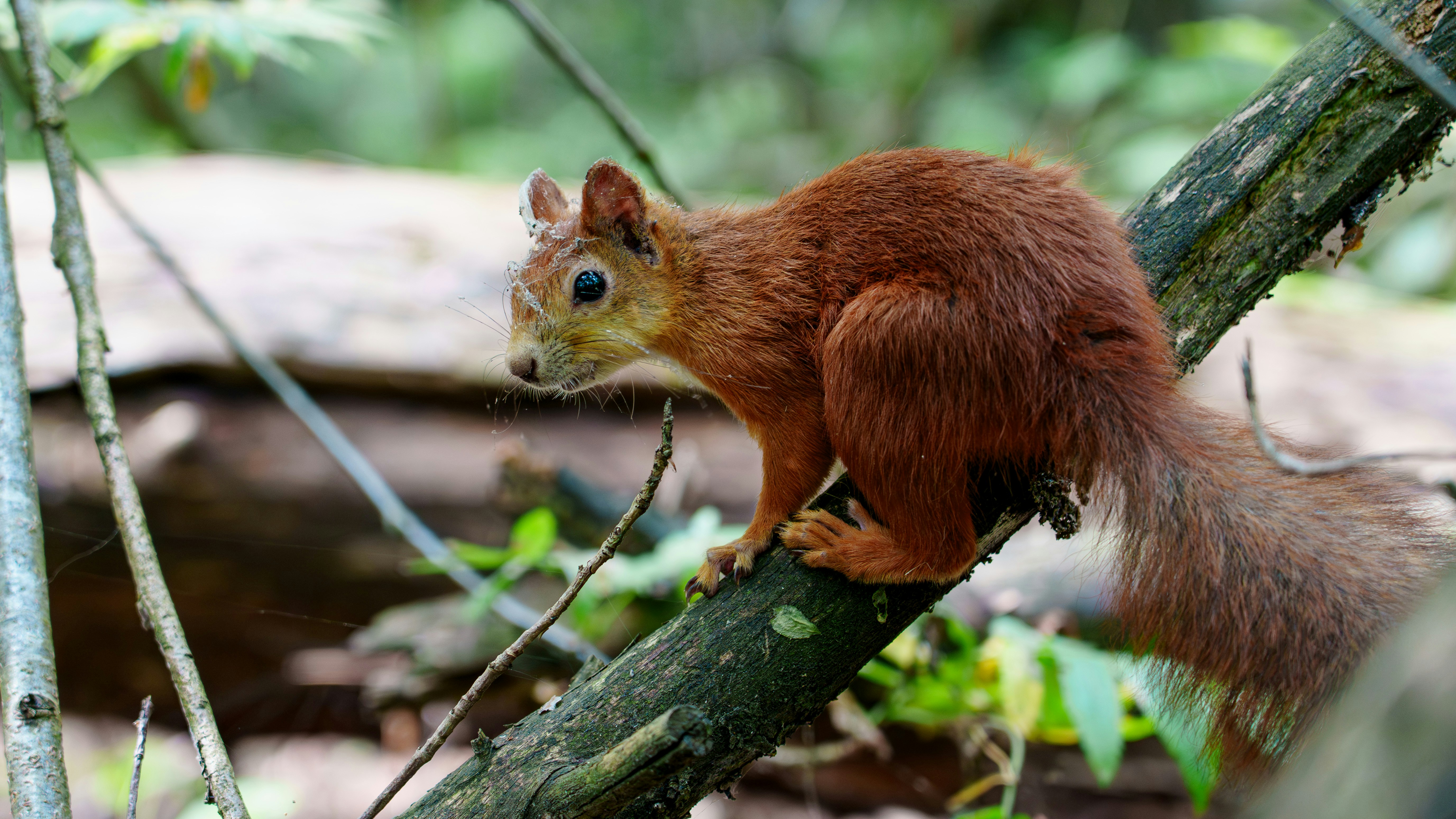 Un écureuil roux perché sur une branche d’arbre couverte de mousse dans une forêt