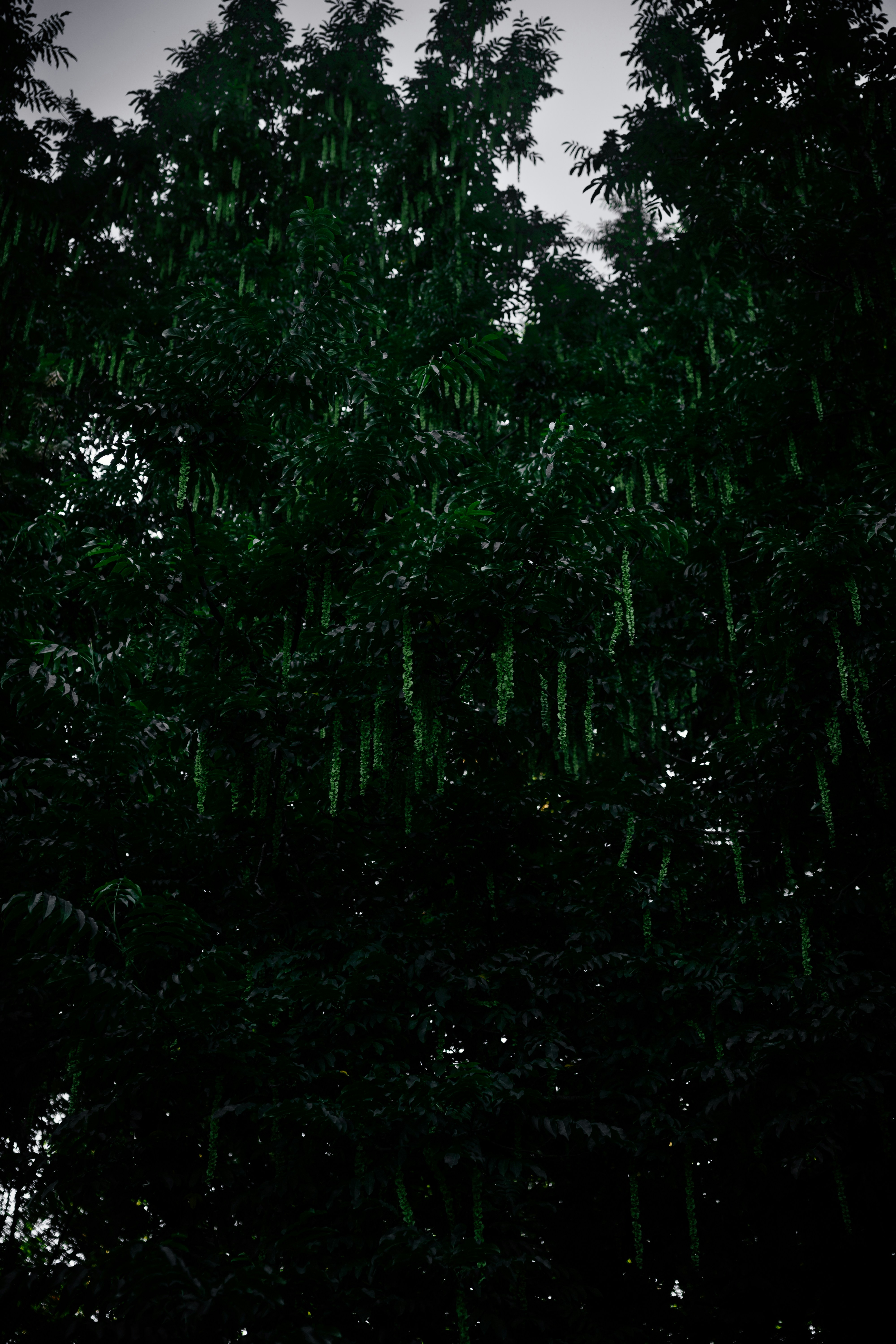 Dark green foliage of a tree with long hanging catkins against a pale sky