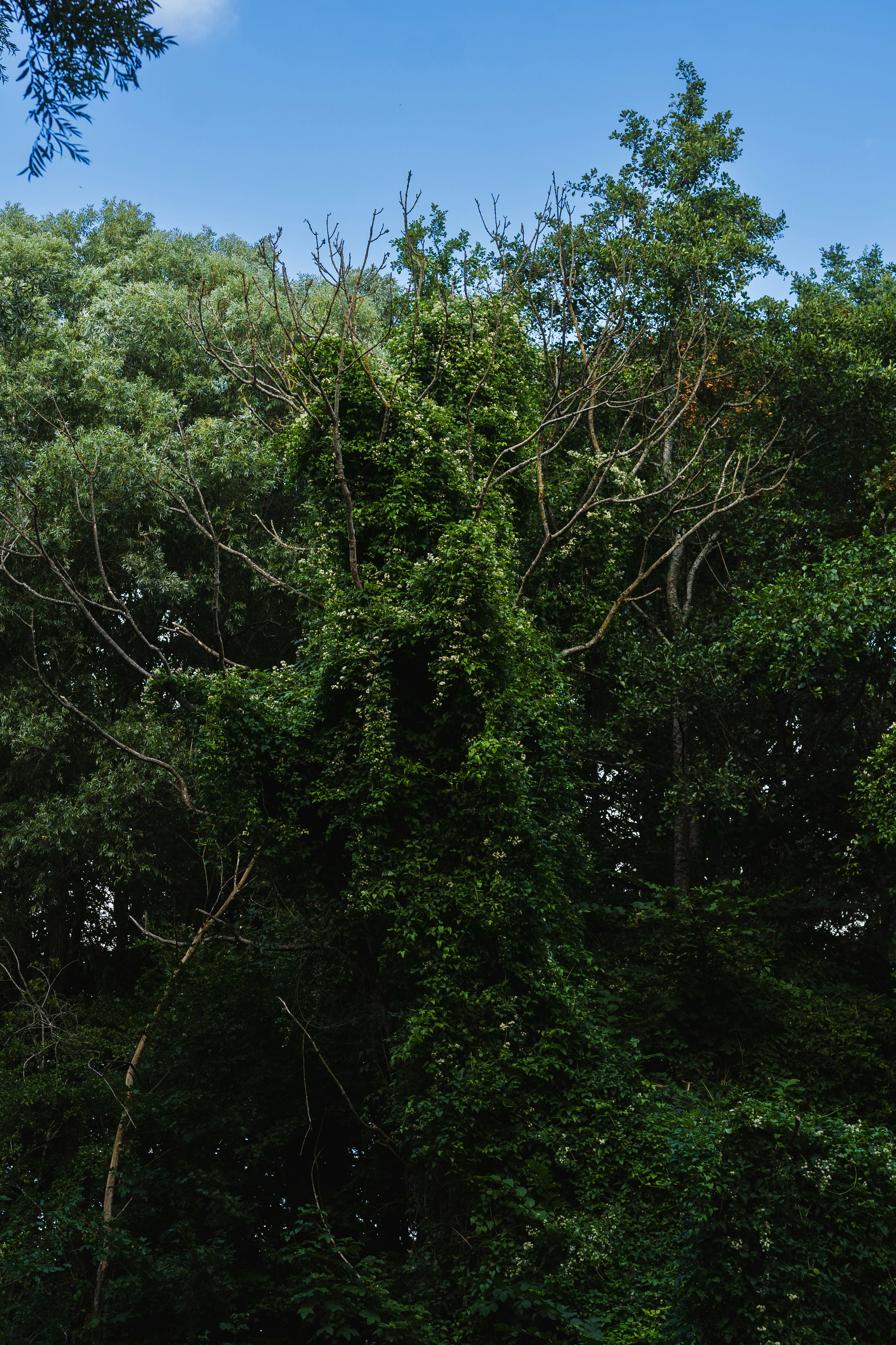 A tall tree covered in dense green vines against a clear blue sky