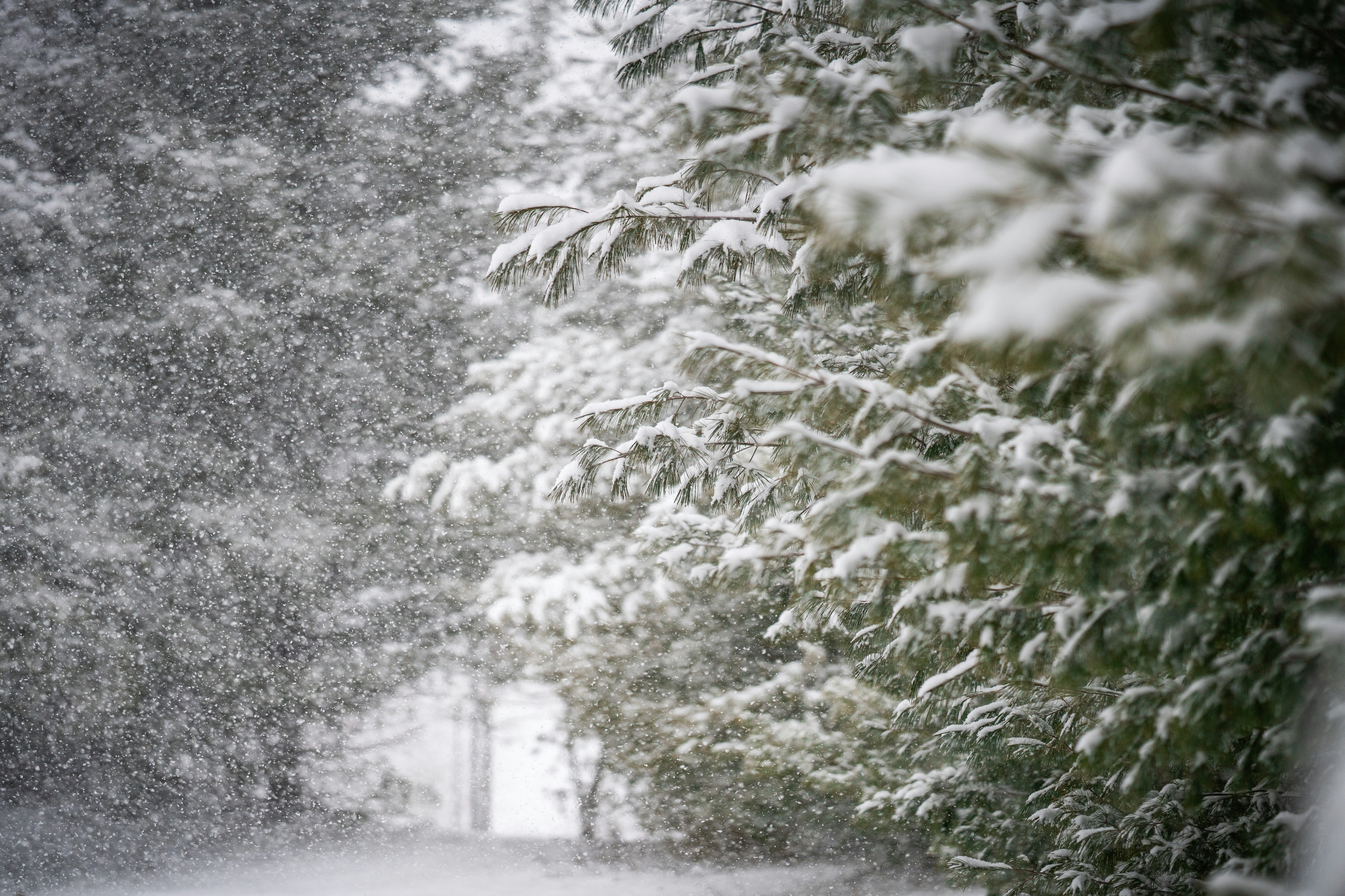 Heavy snow falling over pine branches in a winter forest