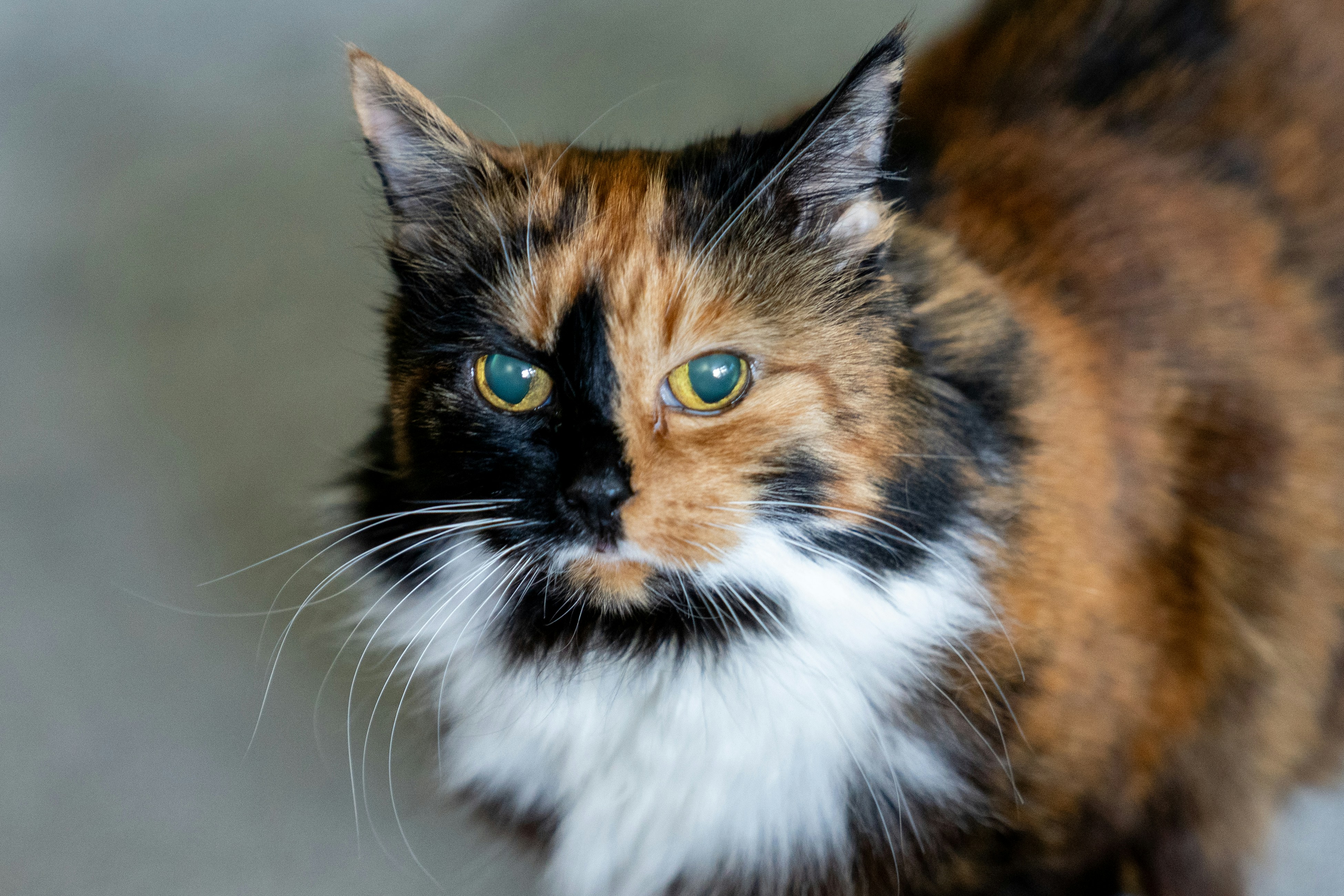 A calico cat with a split black and orange face and white chest.
