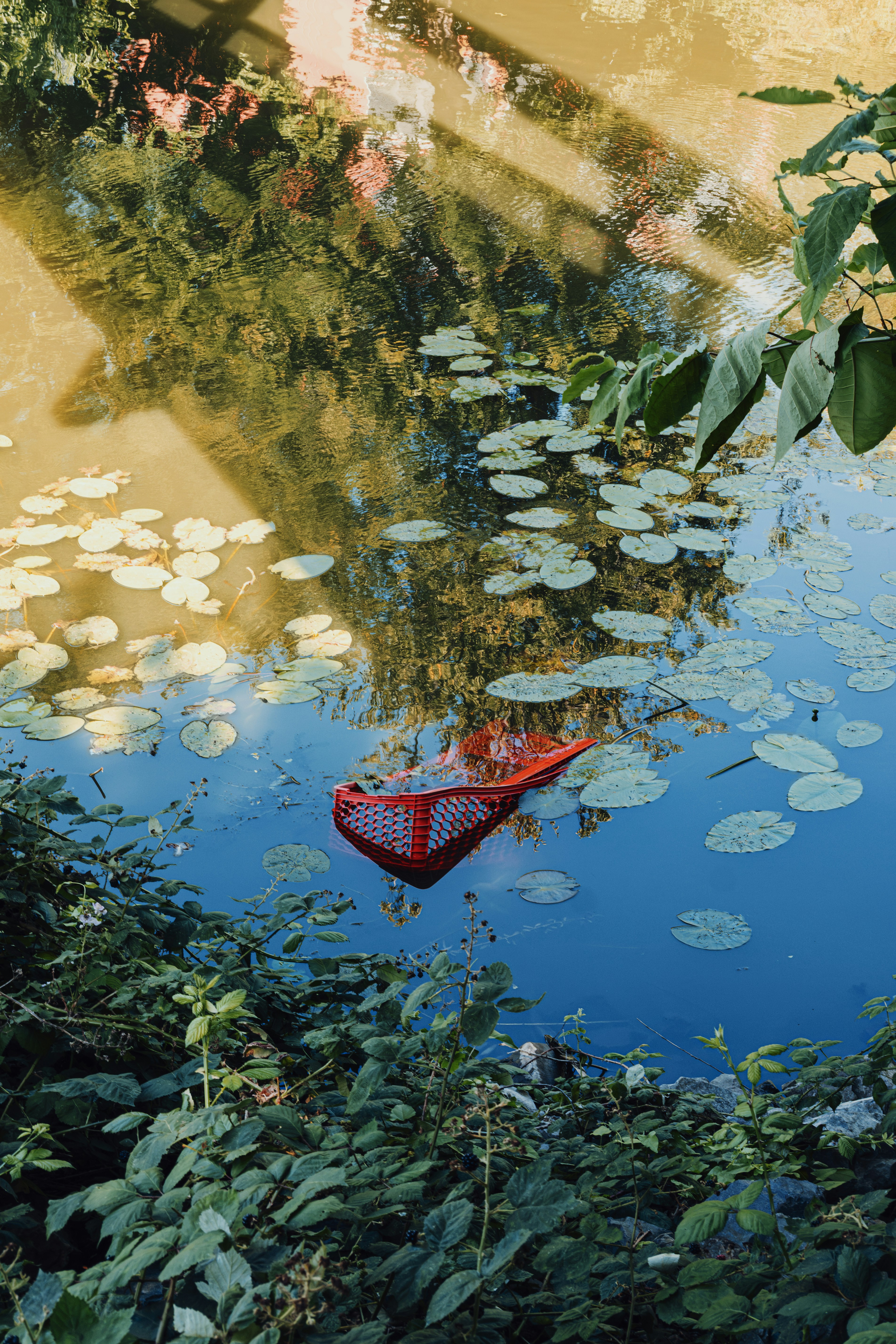 A red plastic shopping basket floating in a pond among green lily pads.