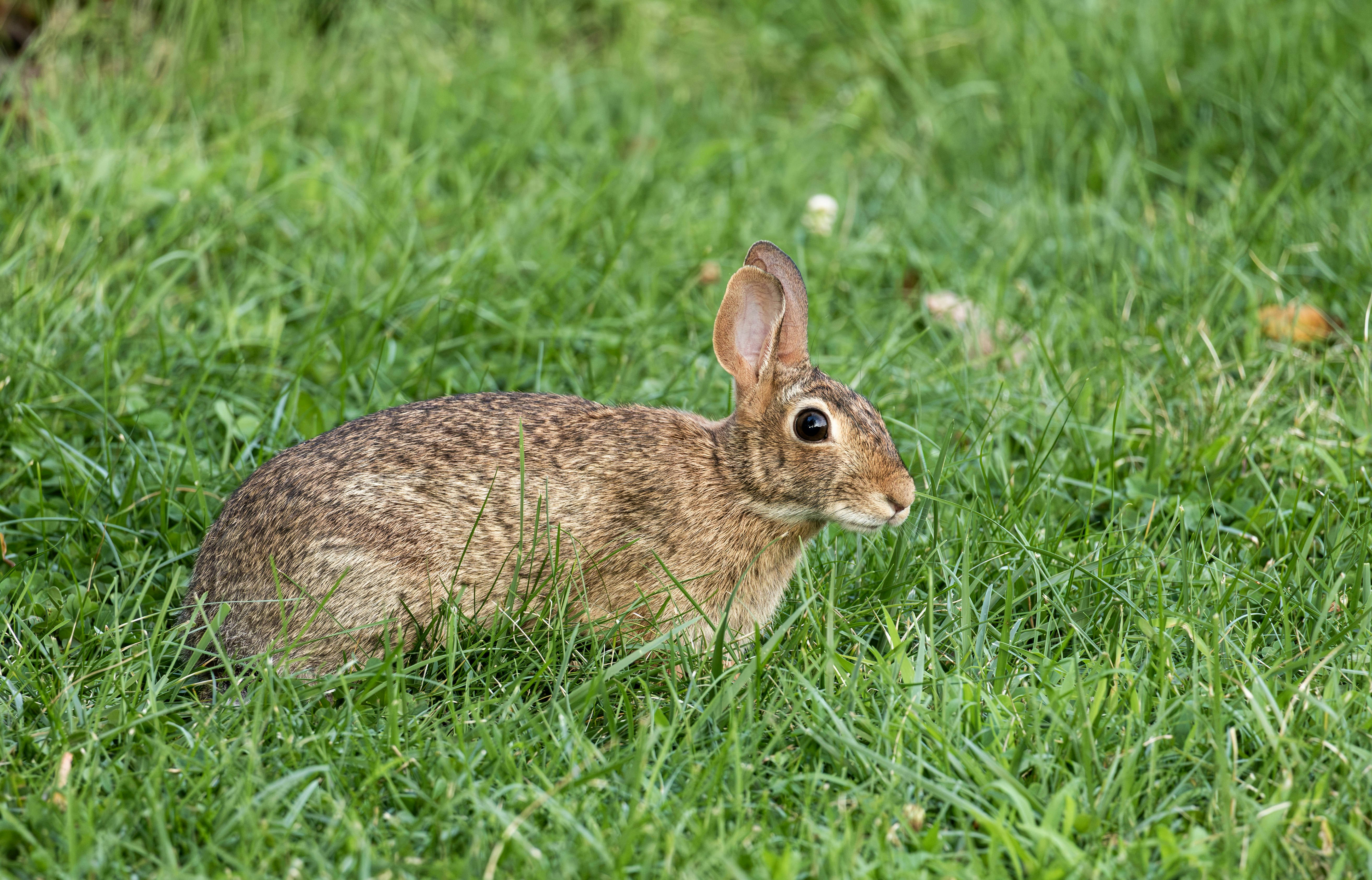 A brown cottontail rabbit in green grass