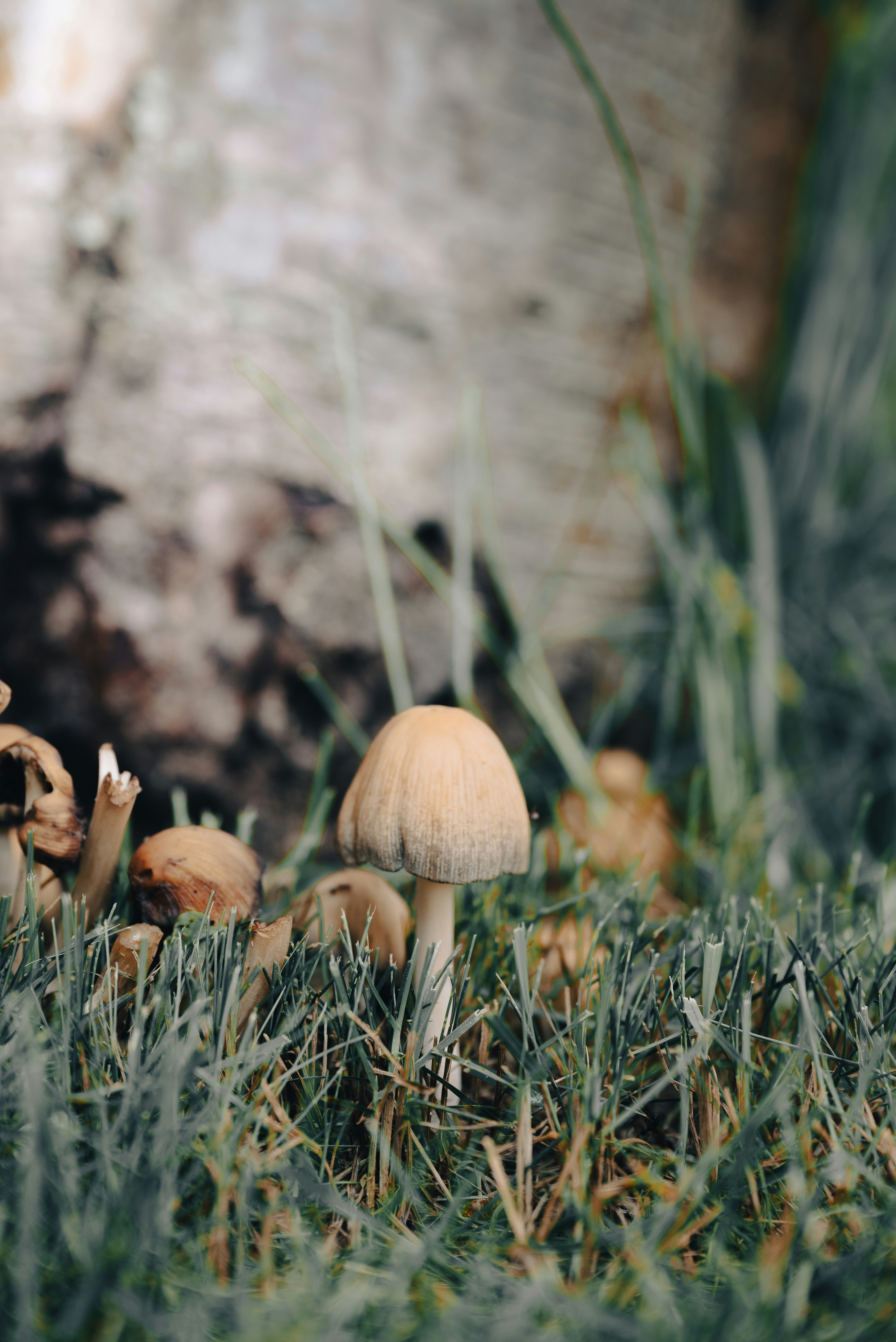 A small tan mushroom growing in green grass near a tree trunk