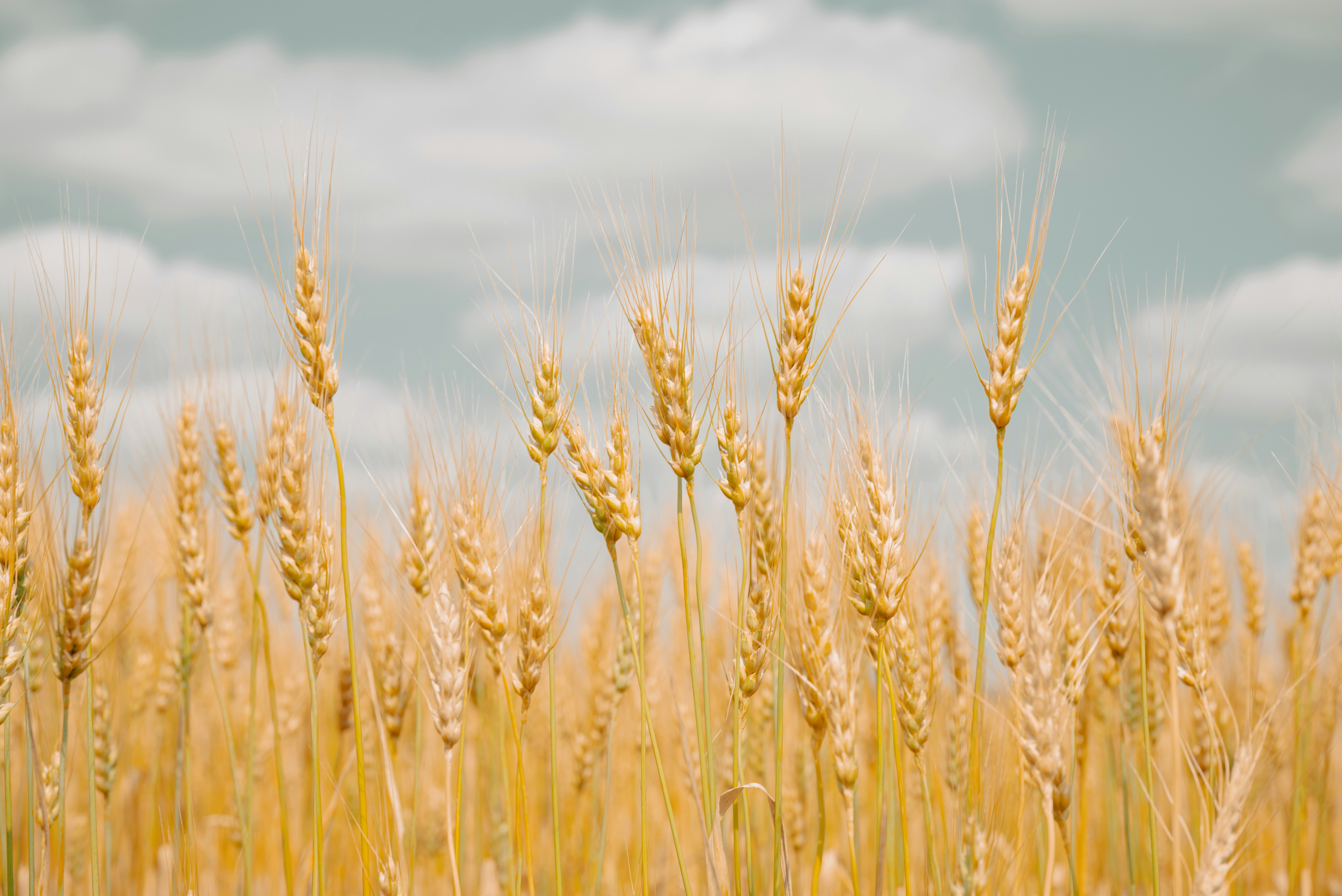 Golden wheat stalks swaying in a field under a cloudy blue sky.