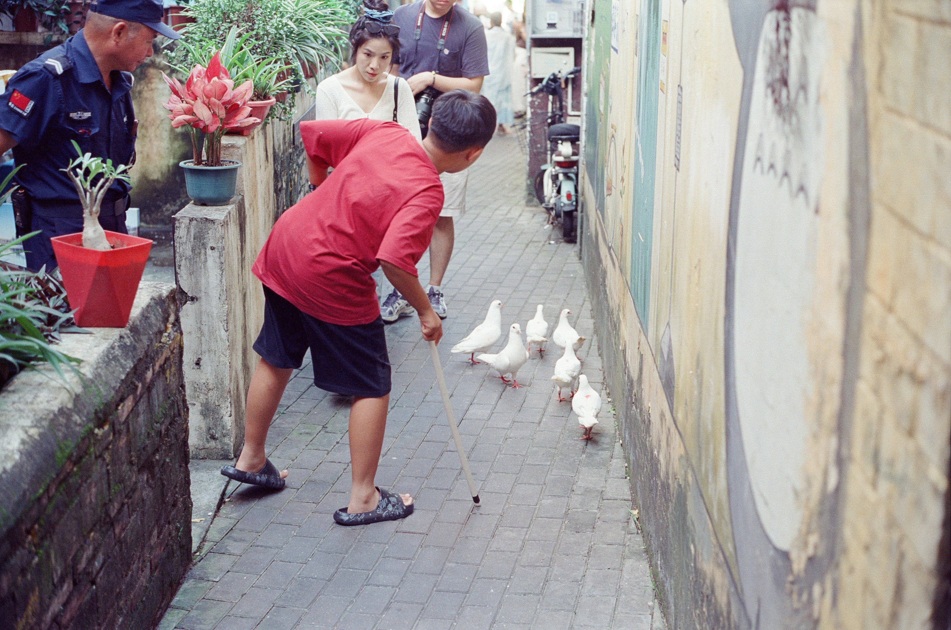 A person in a red shirt guiding white pigeons along a narrow brick alleyway.