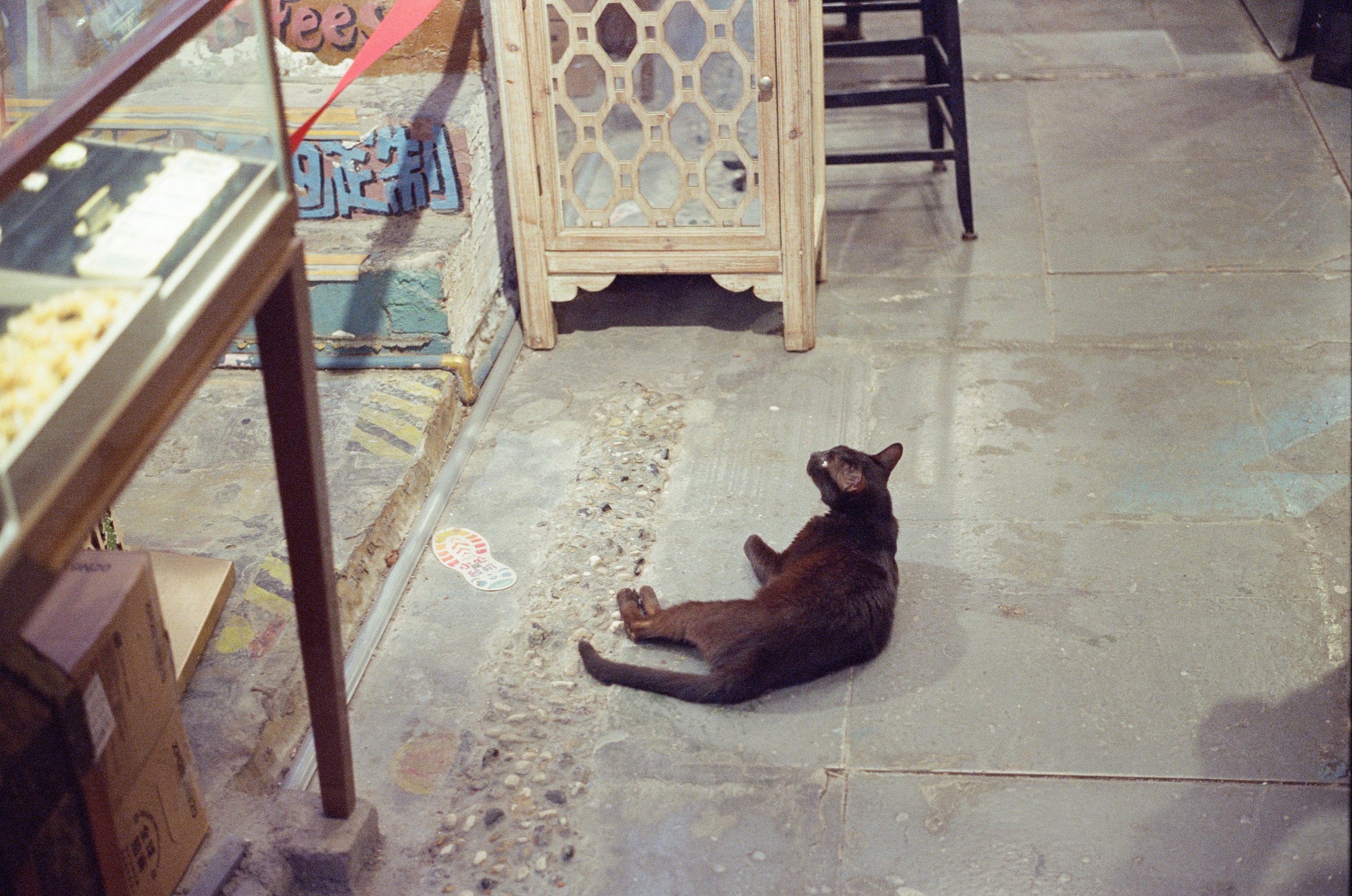 A black cat lying on a stone floor and looking upward.