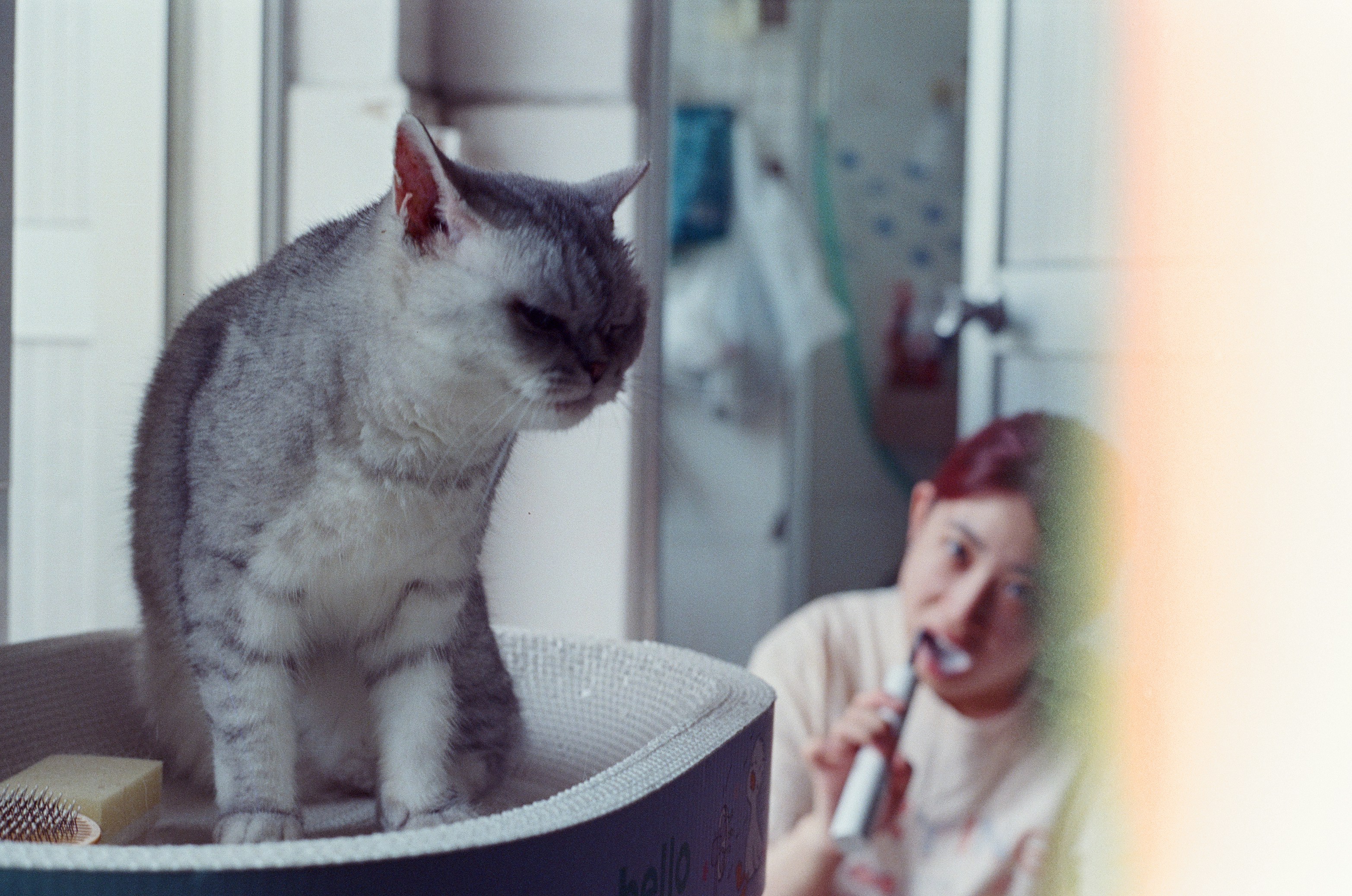 A grey tabby cat sitting in a bowl while its owner brushes it