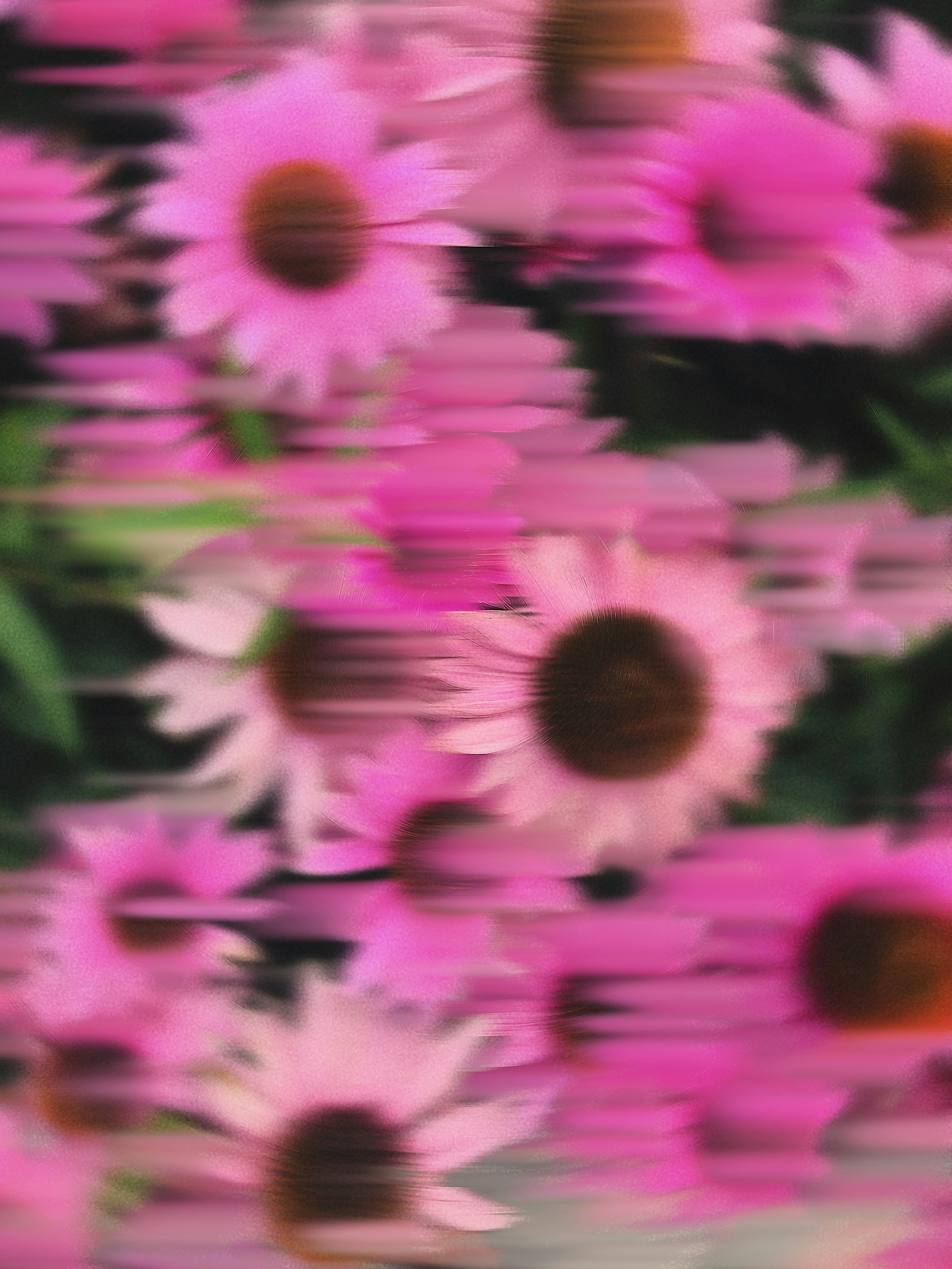 Pink coneflowers with a horizontal motion blur effect against a dark green background
