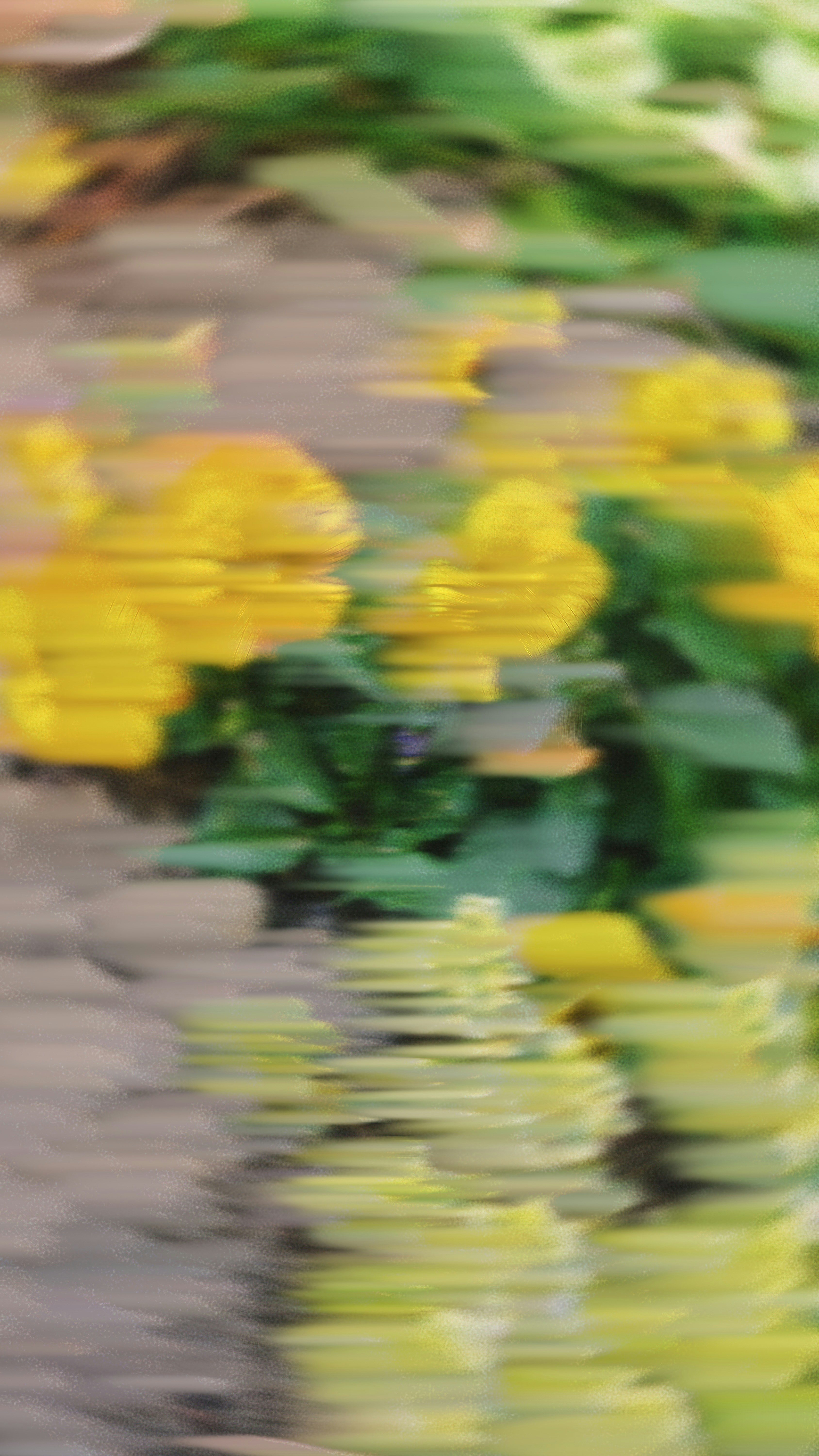 Yellow flowers with green leaves reflected in rippling water