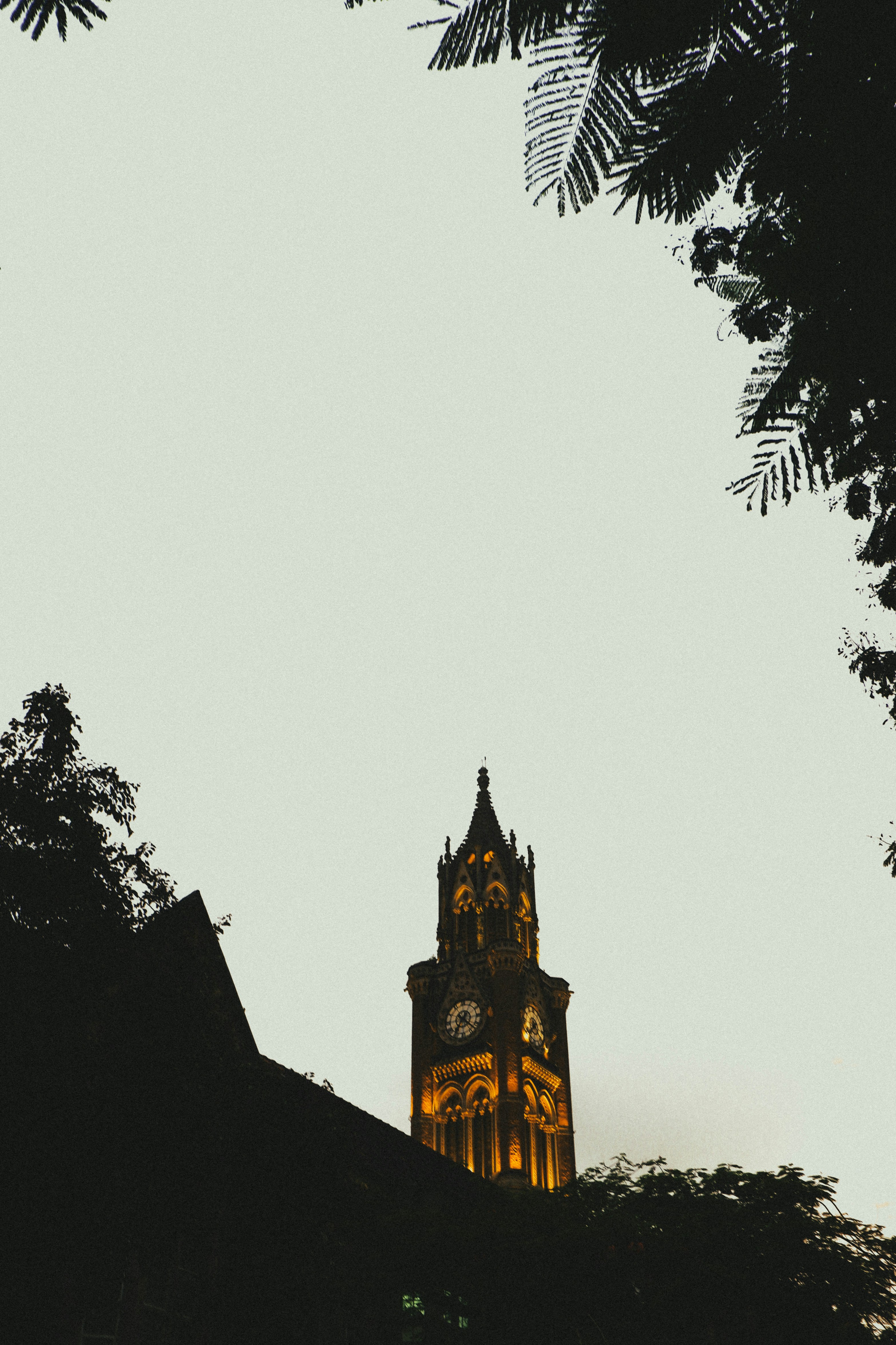 The Rajabai Clock Tower illuminated at night, framed by dark tree silhouettes in Mumbai.