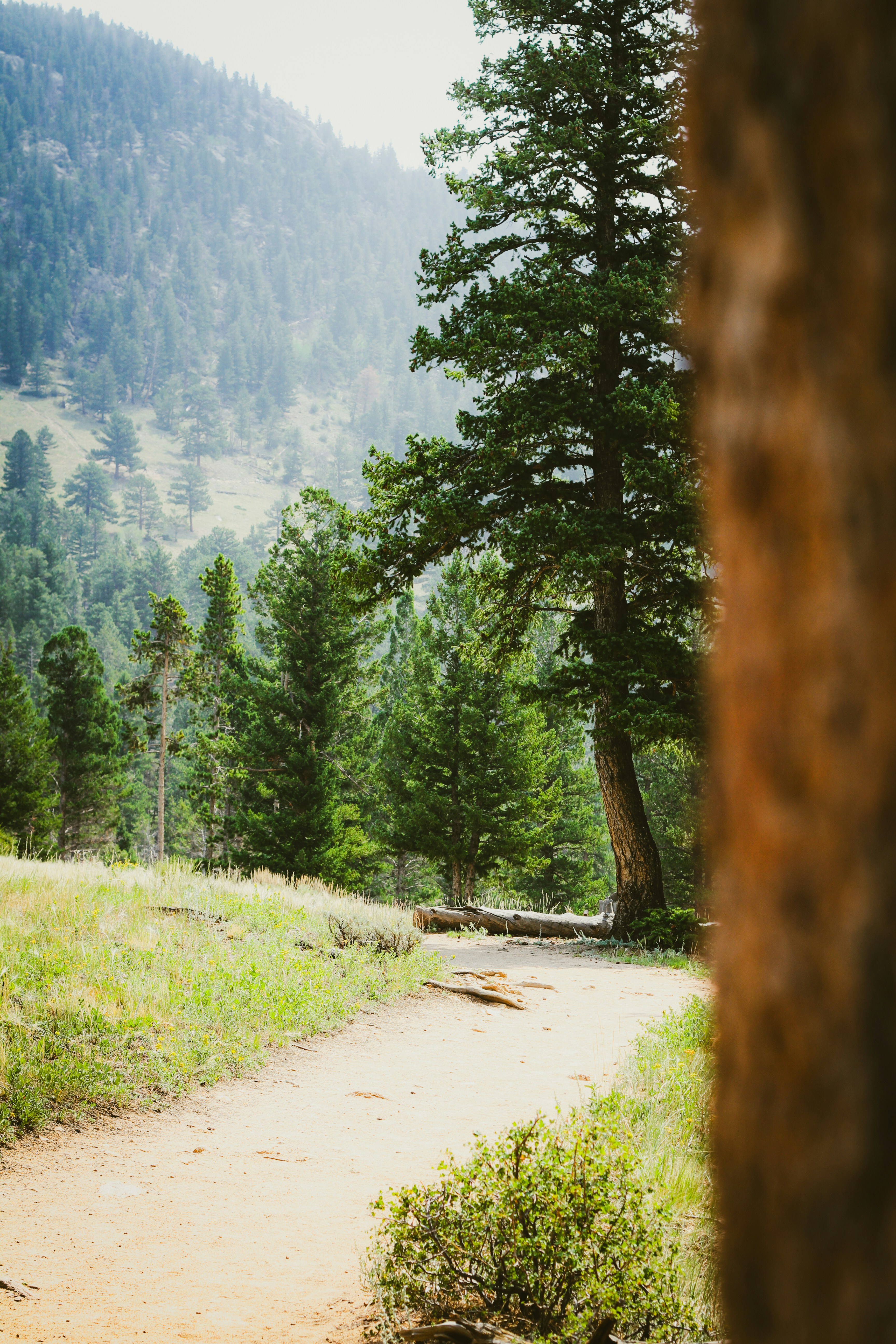 A dirt path winding through a pine forest on a mountain slope.