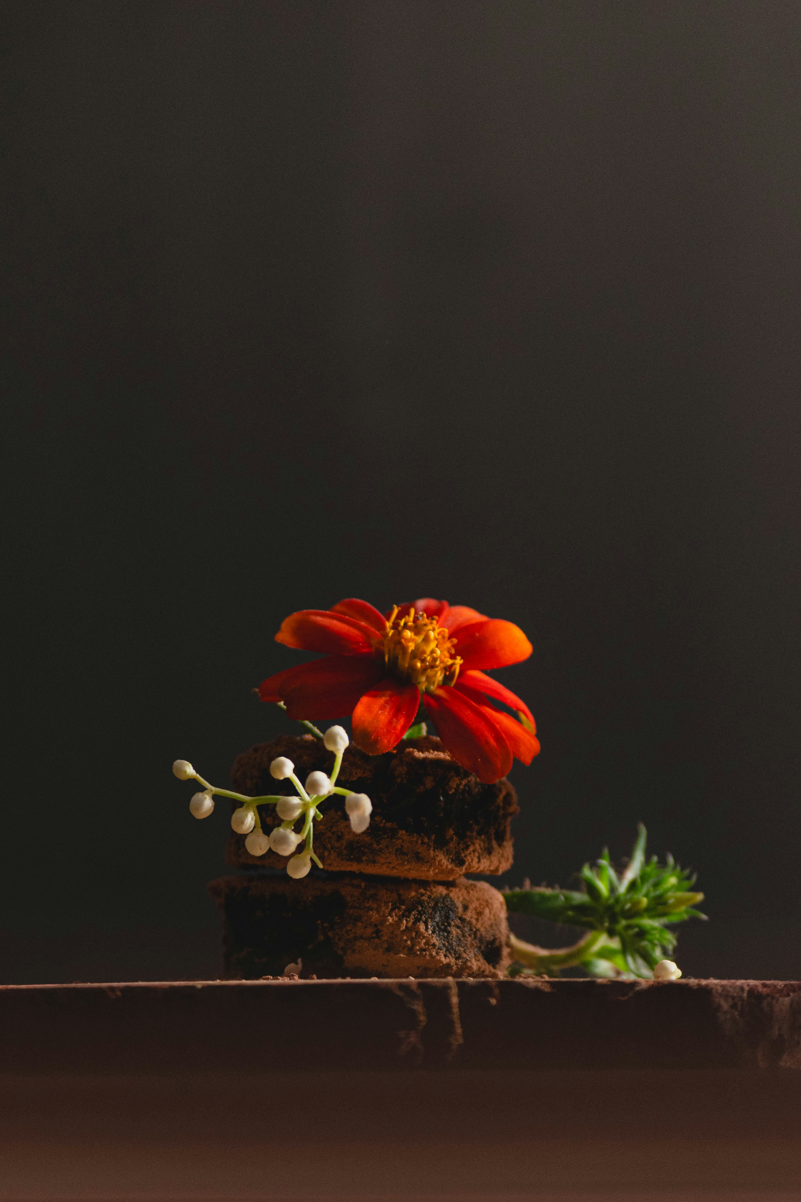 An orange zinnia flower atop a stack of two dark chocolate truffles