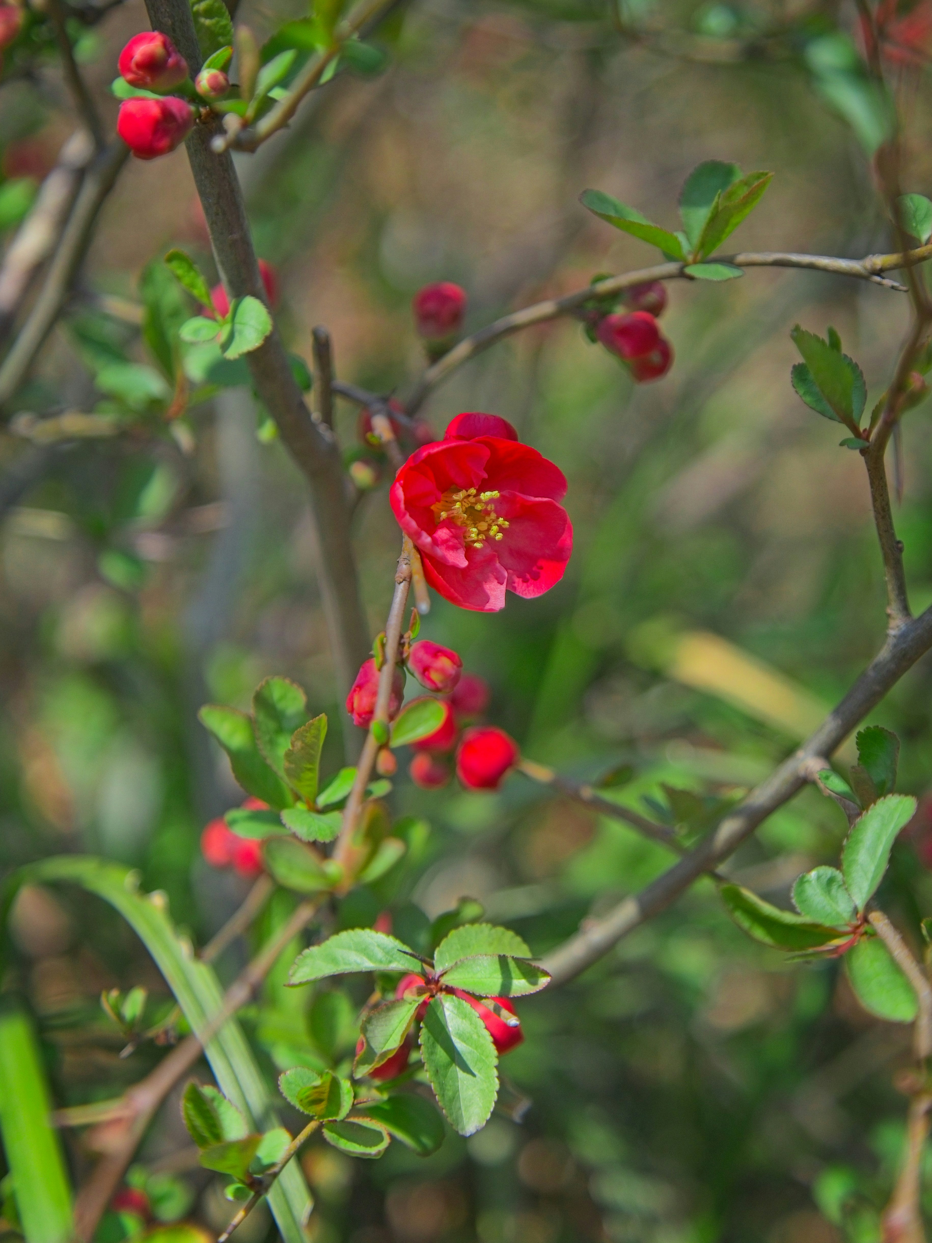 A bright red flowering quince blossom on a branch with green leaves