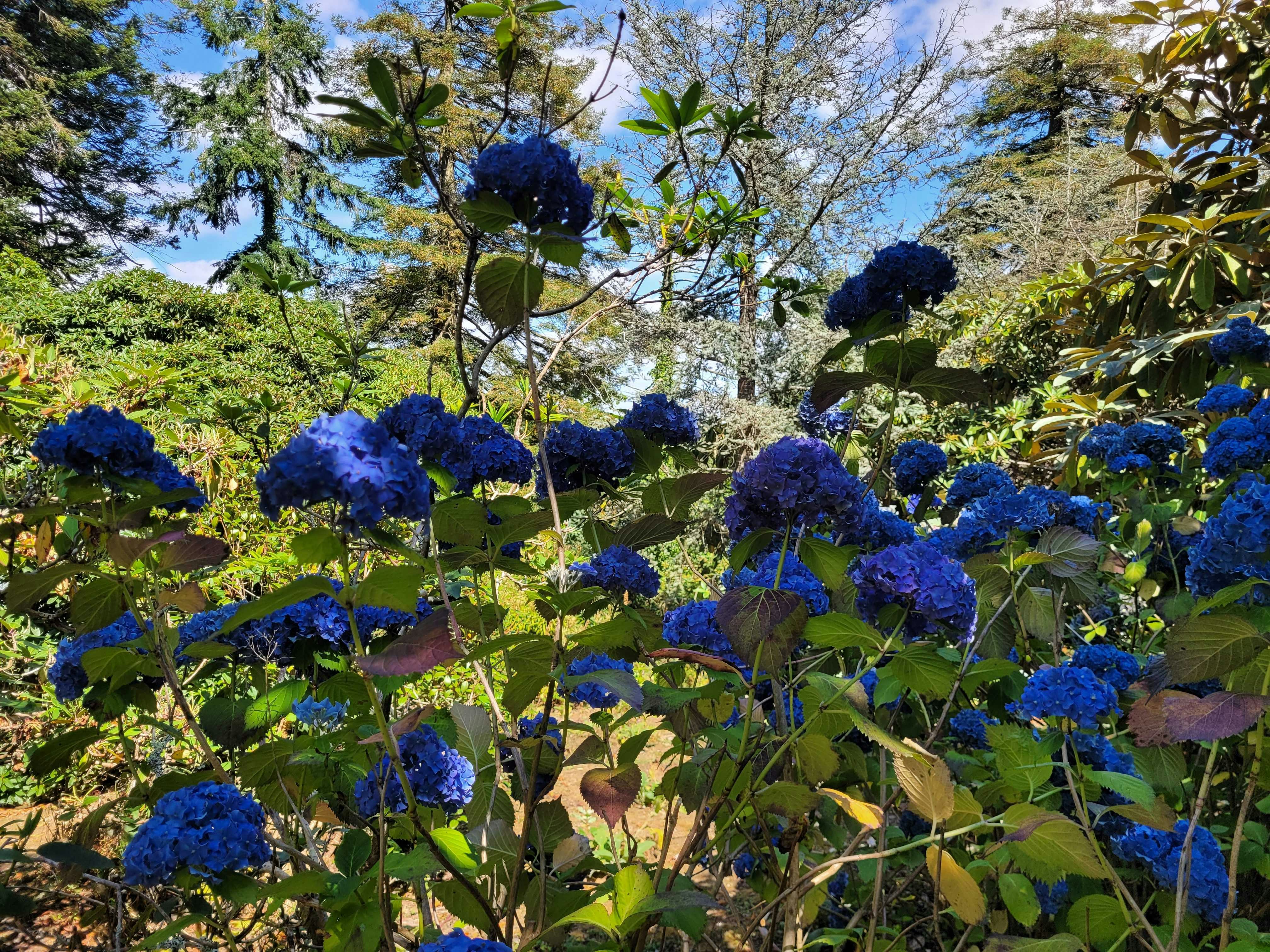 Bunga hydrangea biru cerah mekar di taman yang diterangi sinar matahari dengan pohon-pohon tinggi