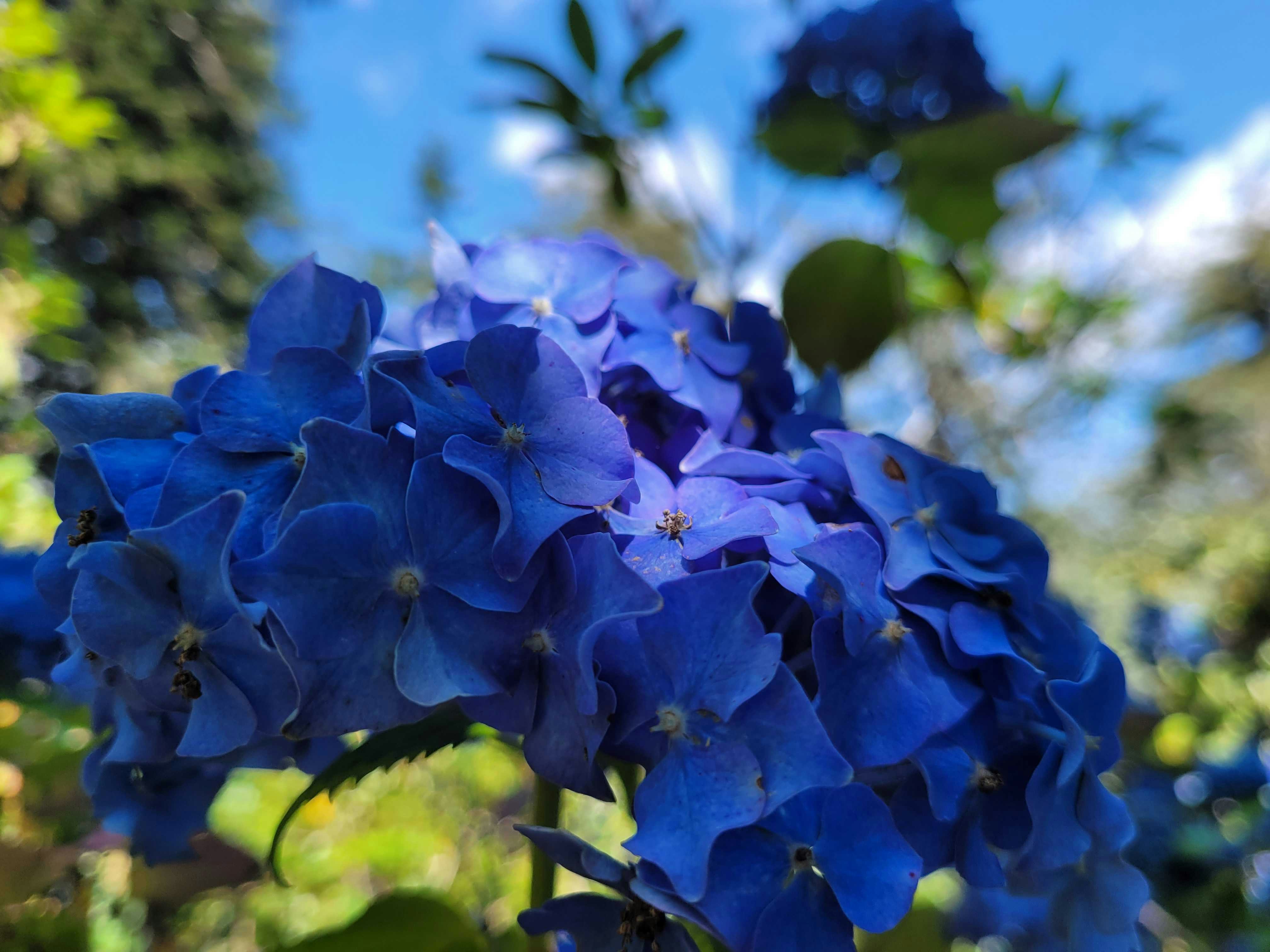 Sekumpulan bunga hydrangea biru cerah mekar di langit cerah