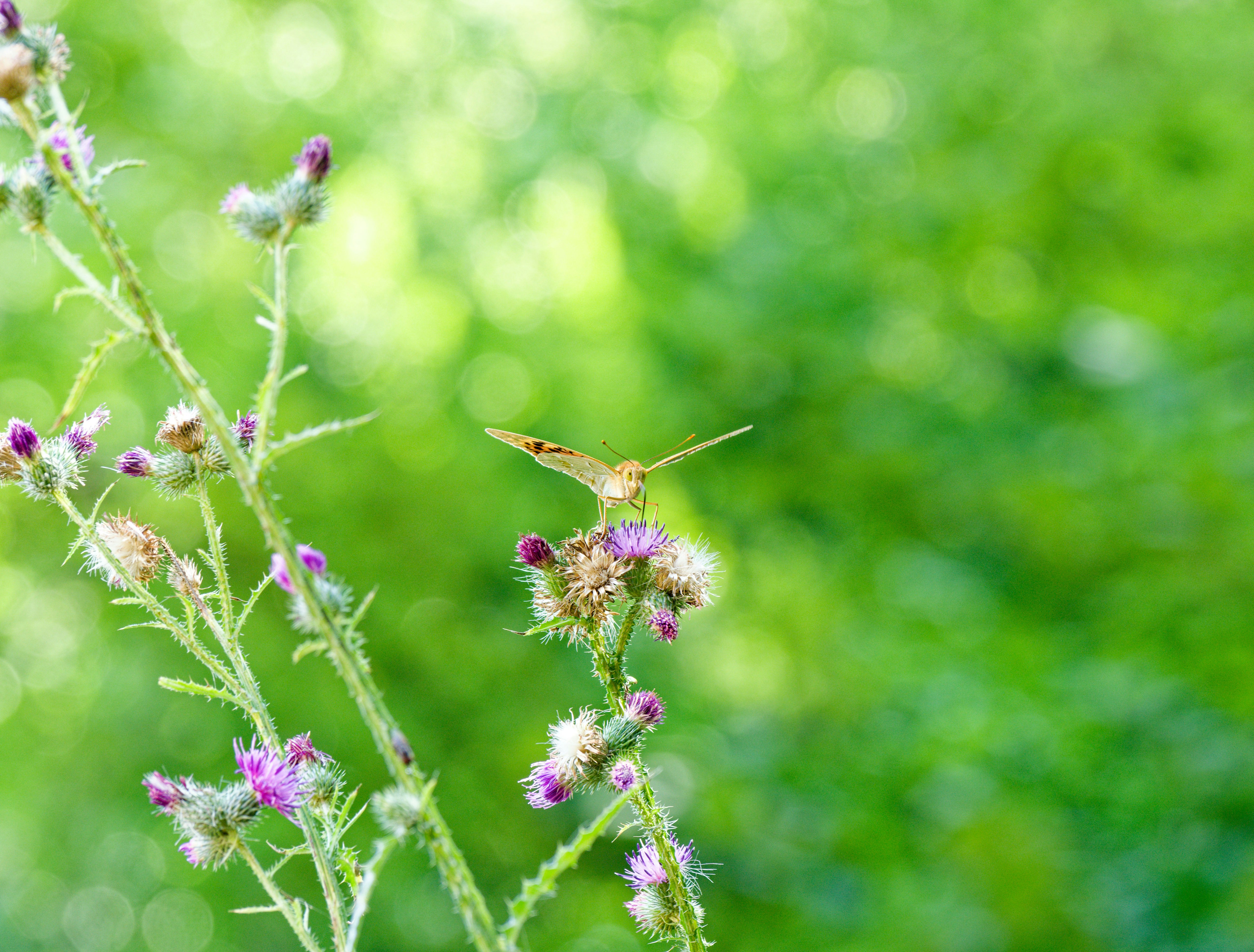 A butterfly perched on a purple thistle flower against a soft green background.