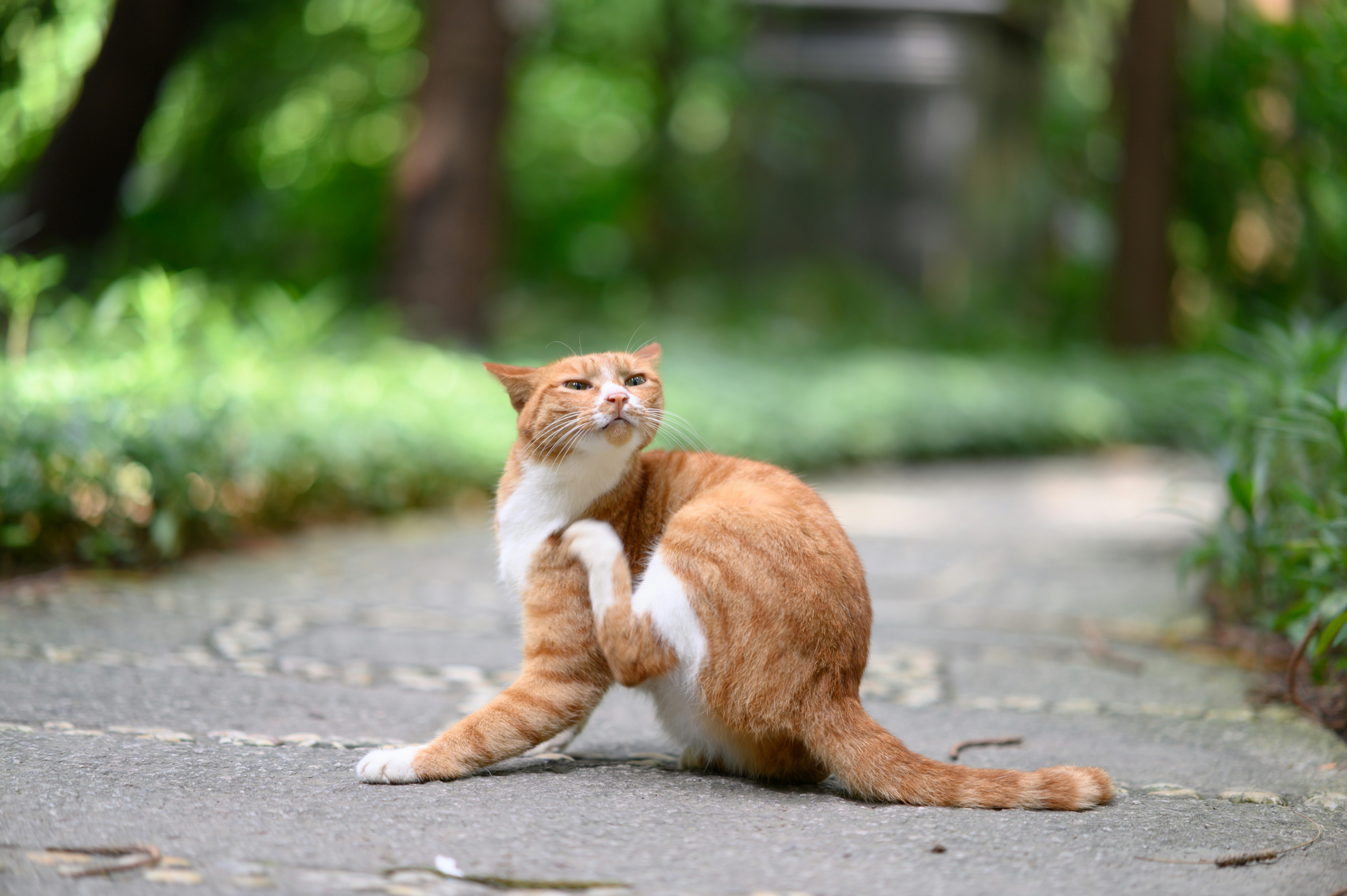 An orange and white tabby cat scratching its neck on a stone path