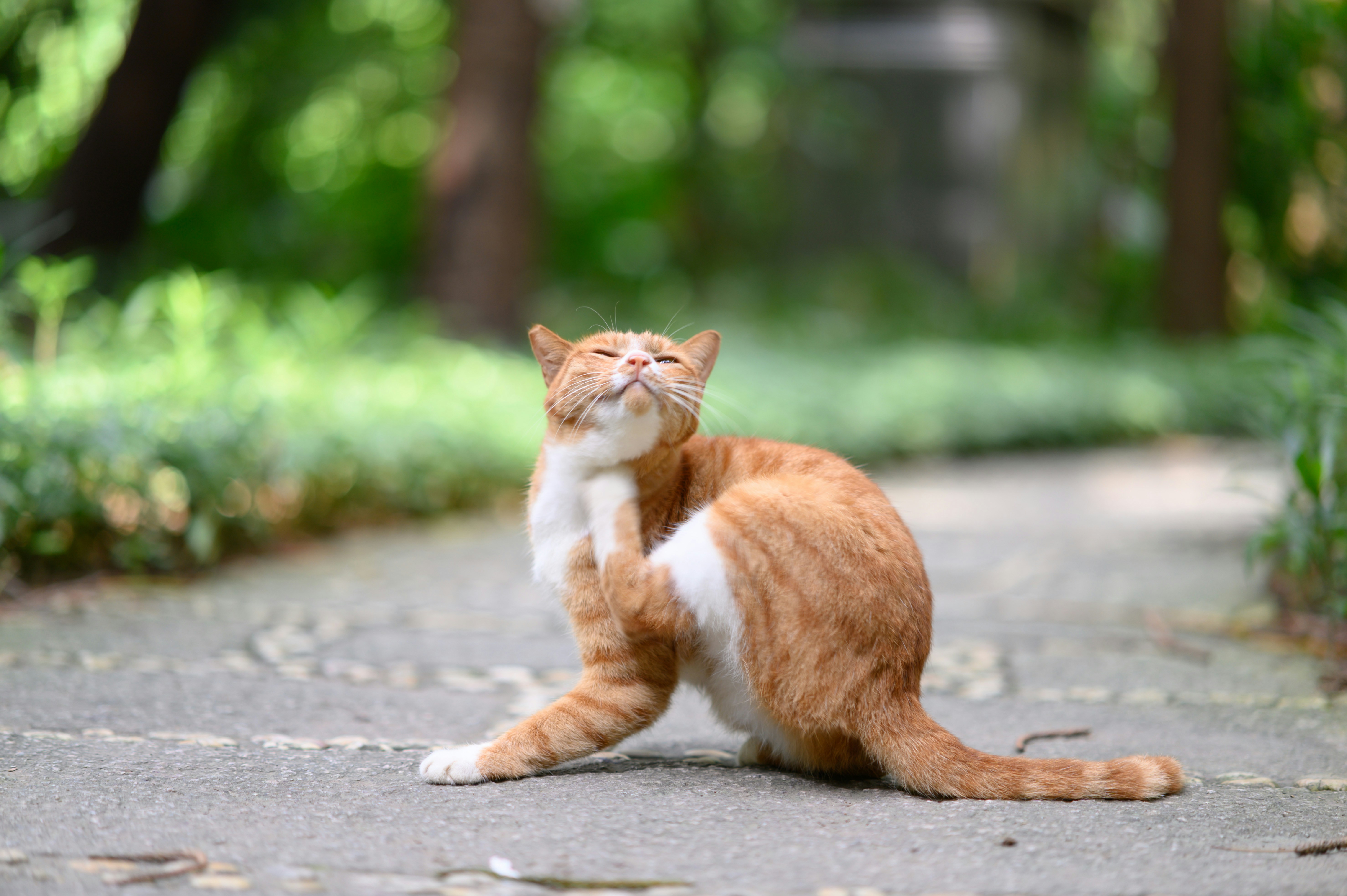 Un chat tigré orange et blanc se grattant le cou sur un chemin de jardin.