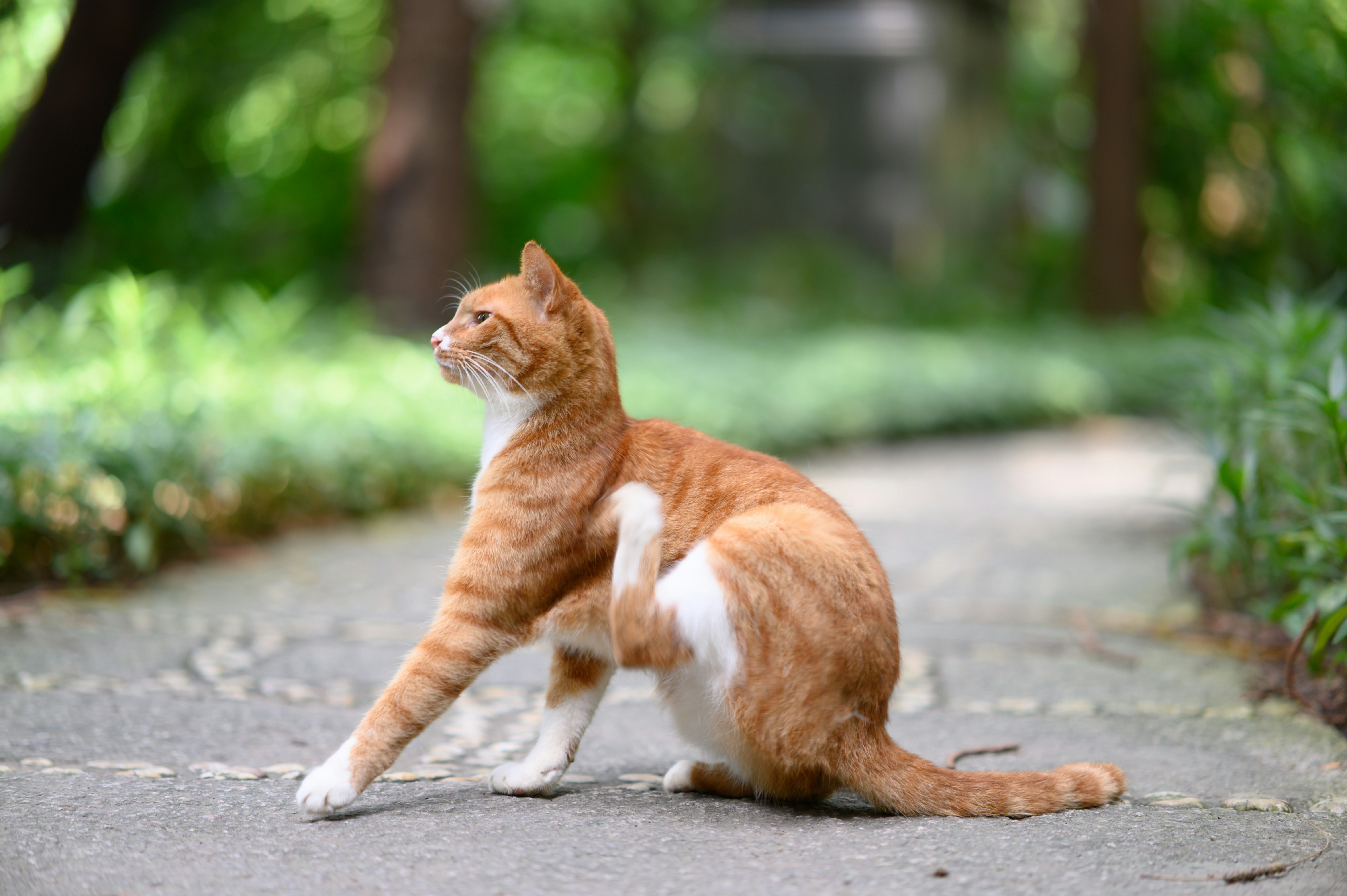 Chat tigré en train de se gratter