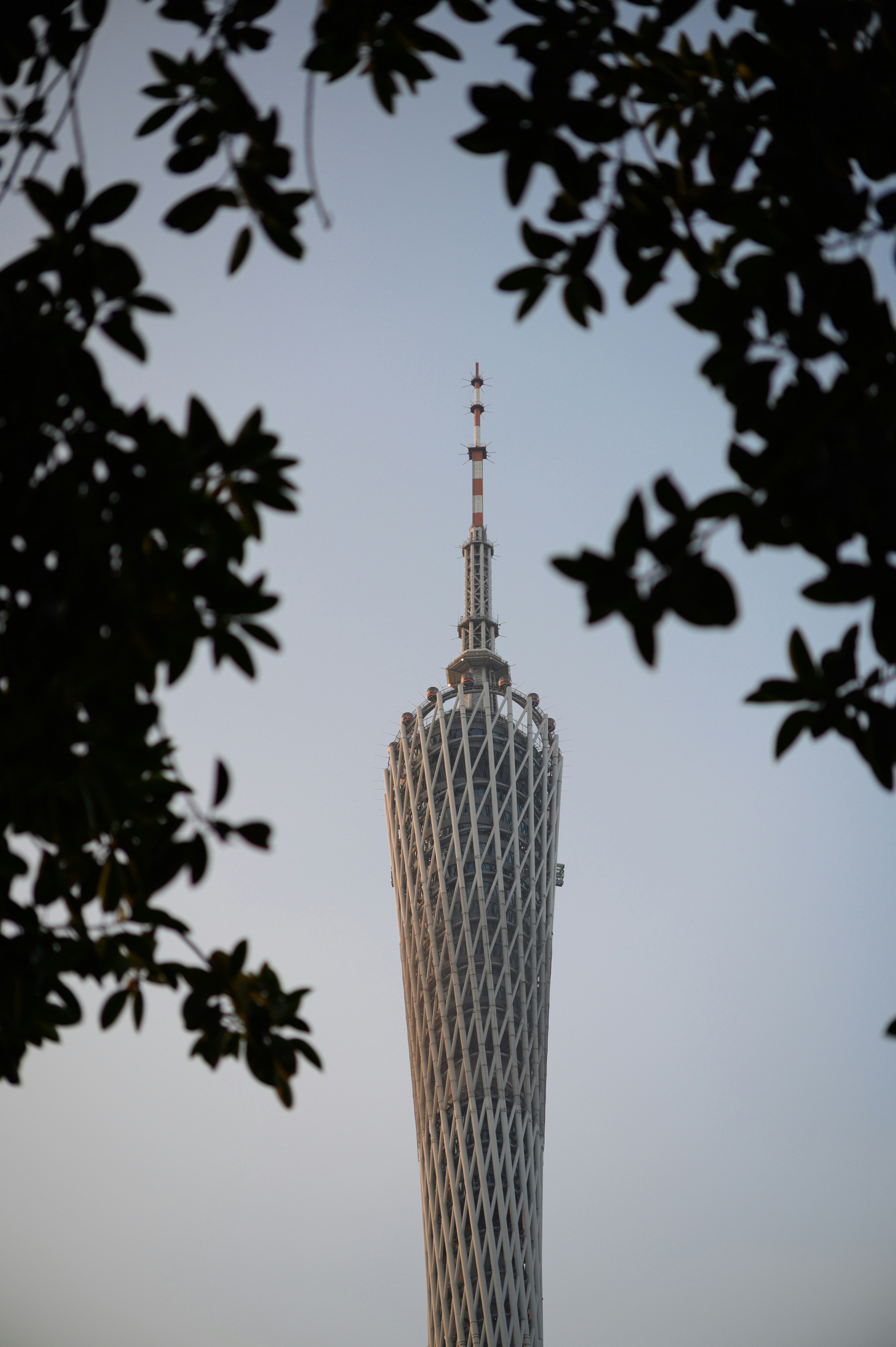 The Canton Tower framed by dark leafy branches against a clear sky