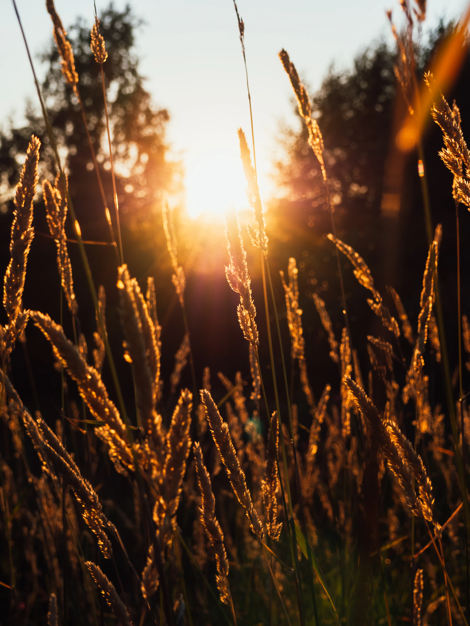 Tall grass stalks backlit by low golden light