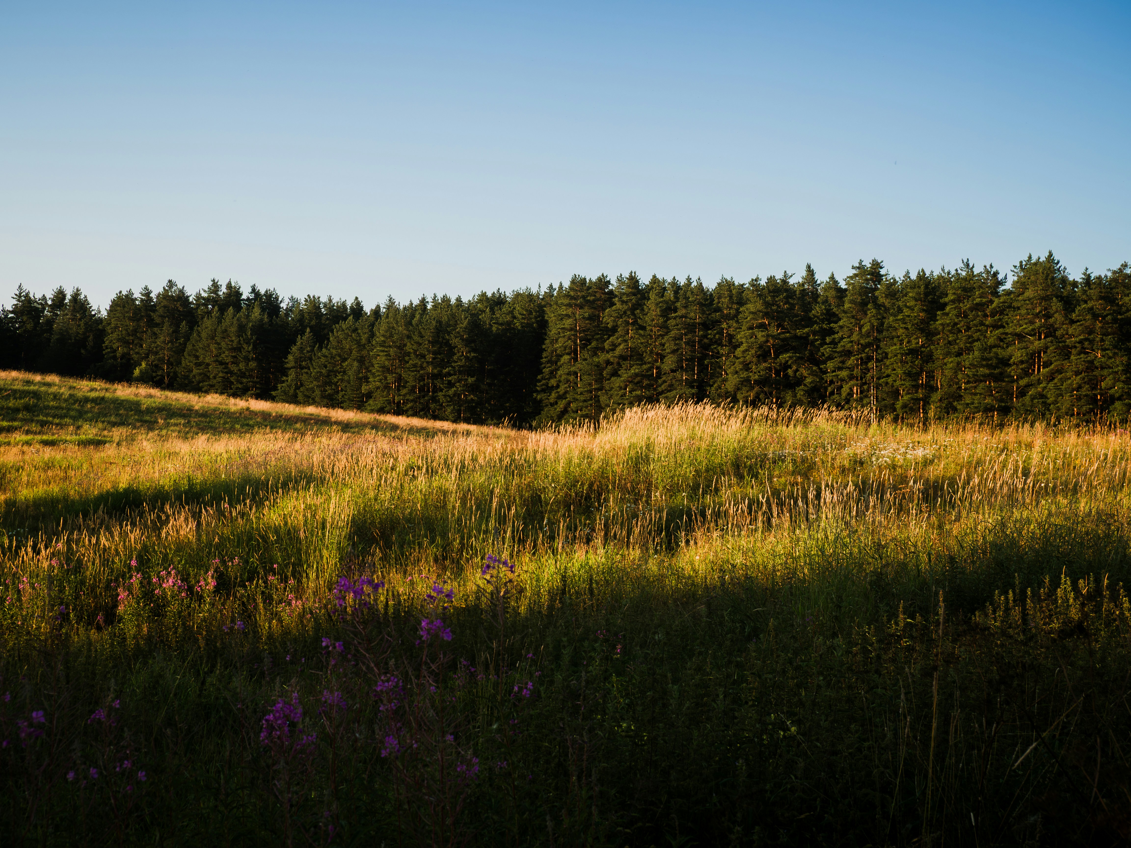 Tall golden grass in a meadow