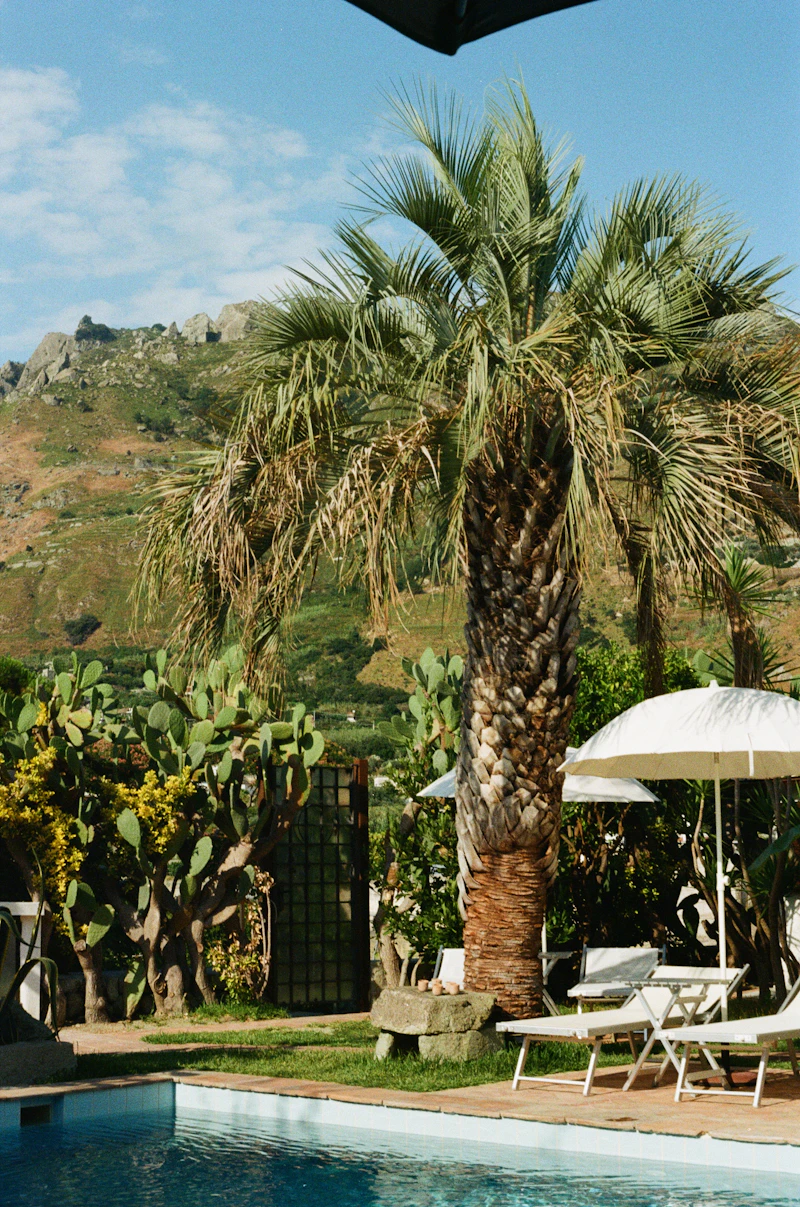 Terraza junto a una piscina con palmeras