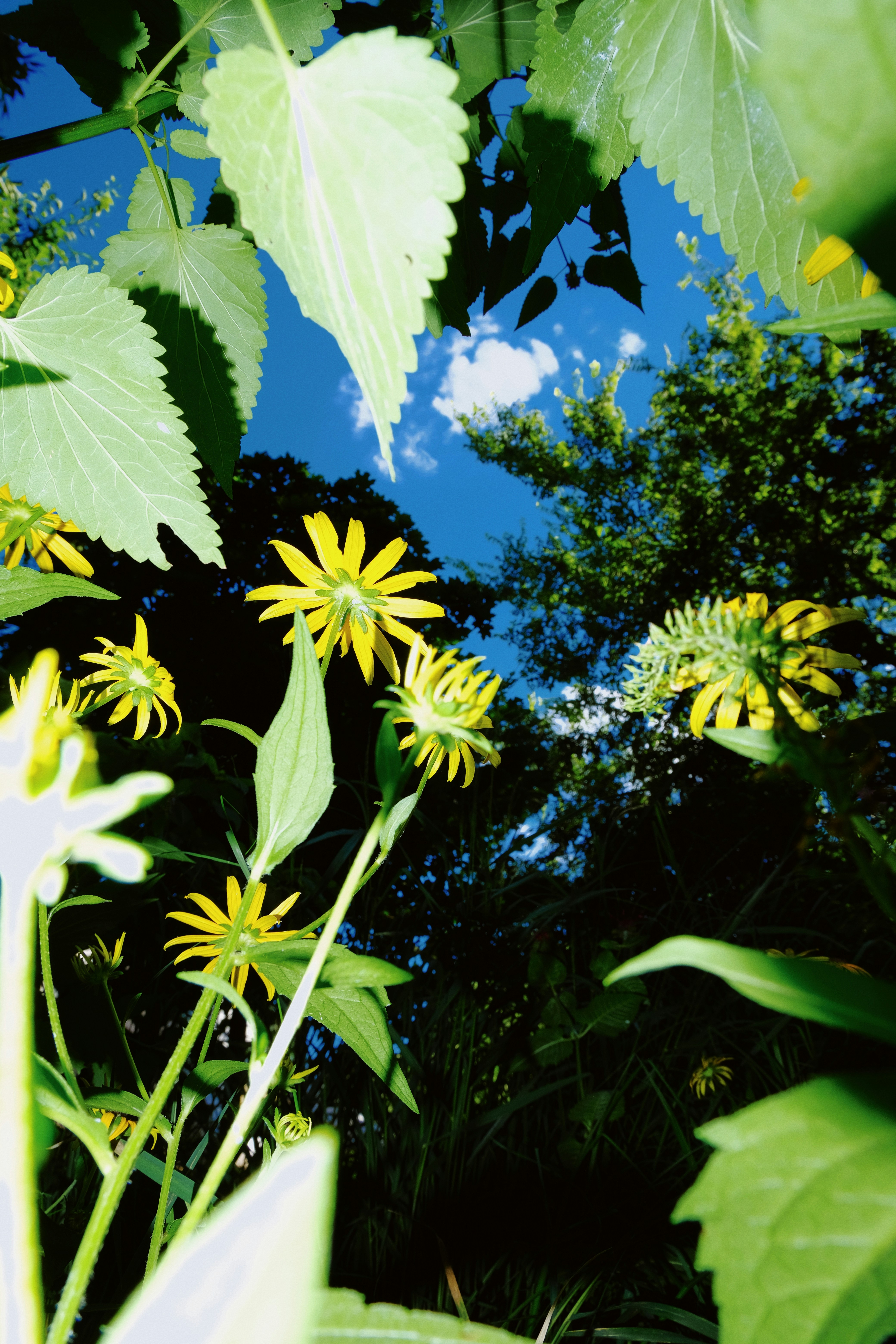 Yellow flowers reaching toward a bright blue sky with scattered white clouds.