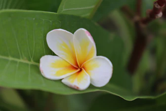 A white and yellow plumeria flower resting on a large green leaf