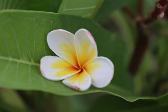 A white and yellow plumeria flower resting on a large green leaf