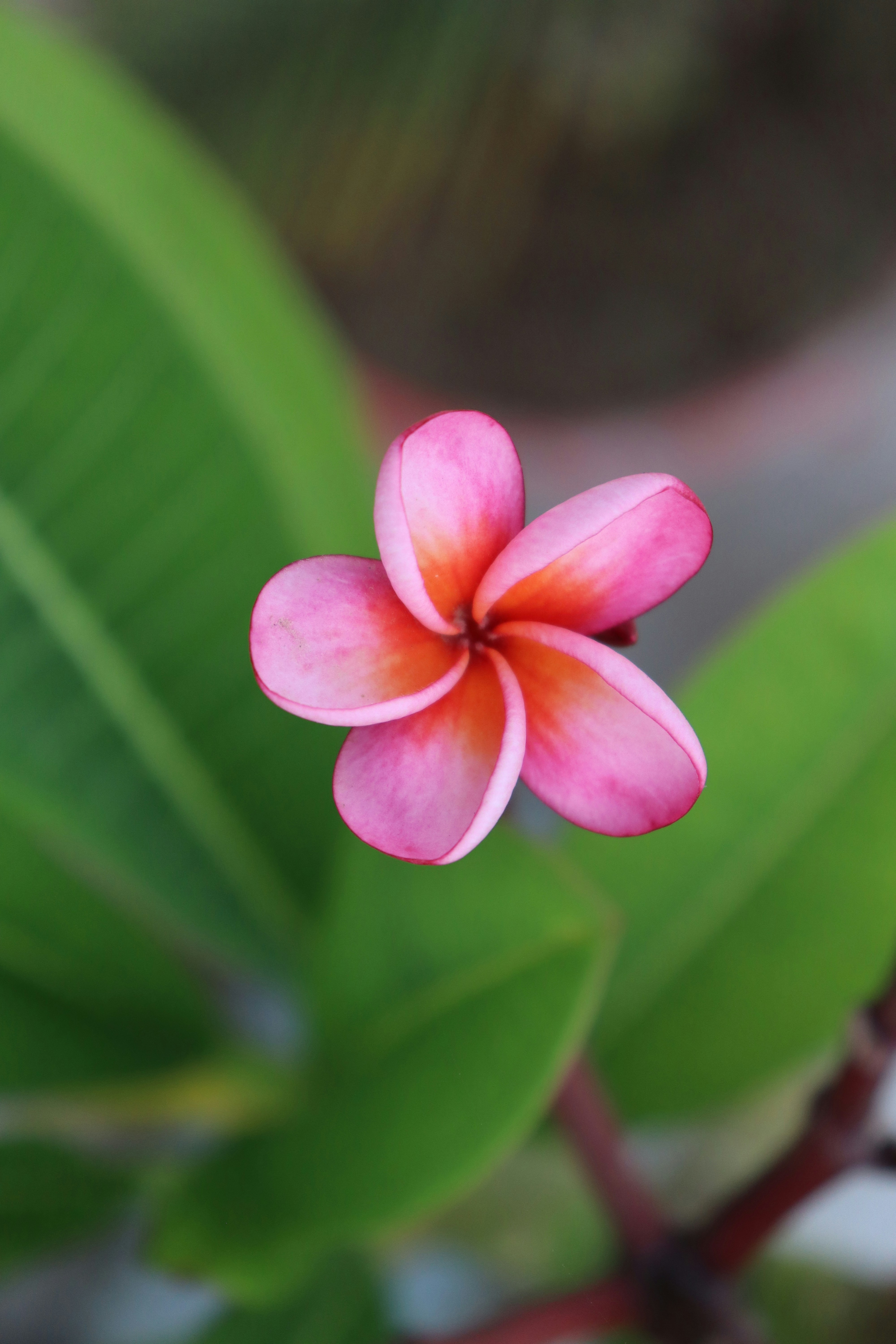 A pink and orange plumeria flower centered against blurred green leaves