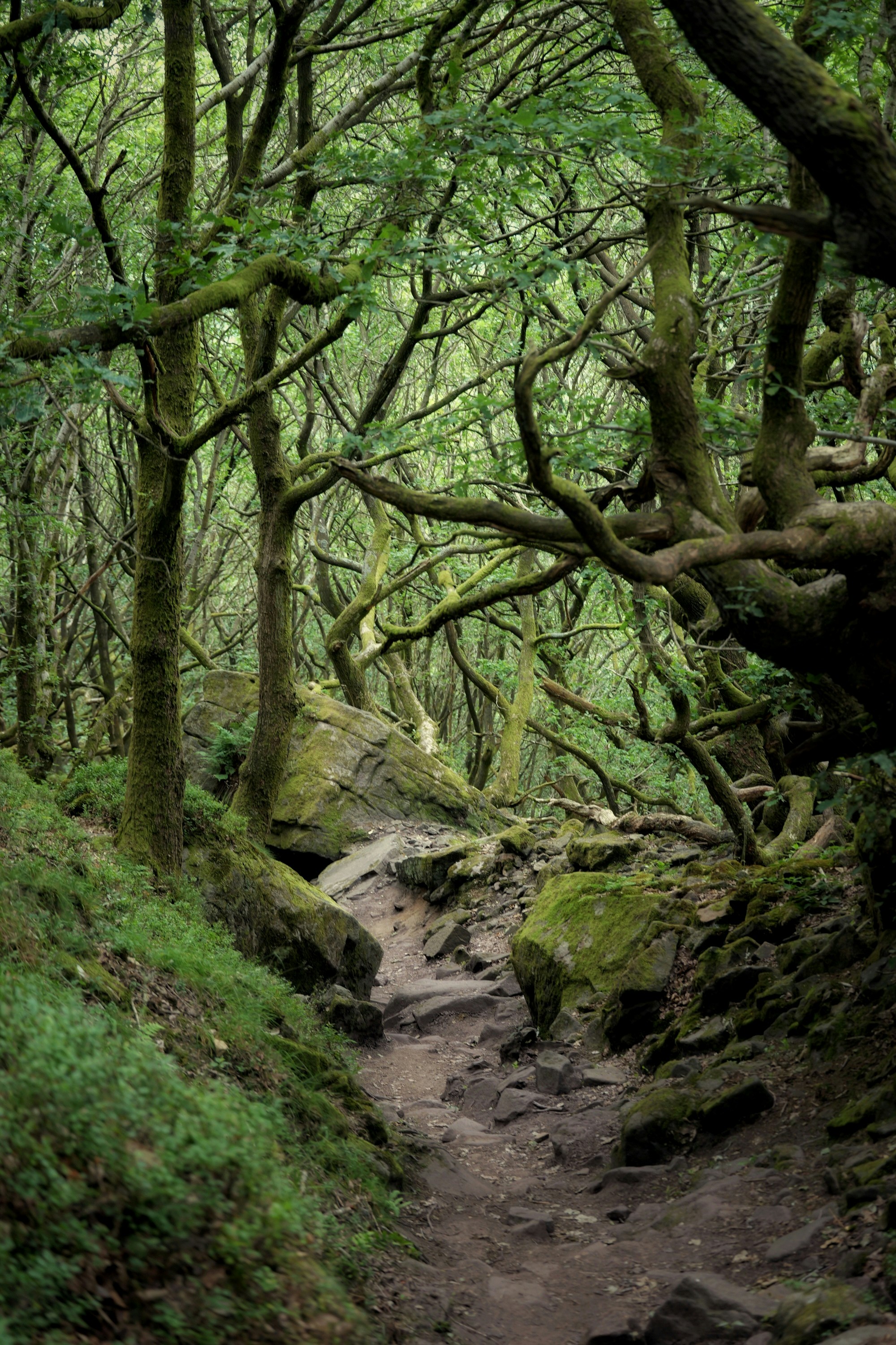 A narrow dirt path winding through a dense forest with mossy trees and boulders
