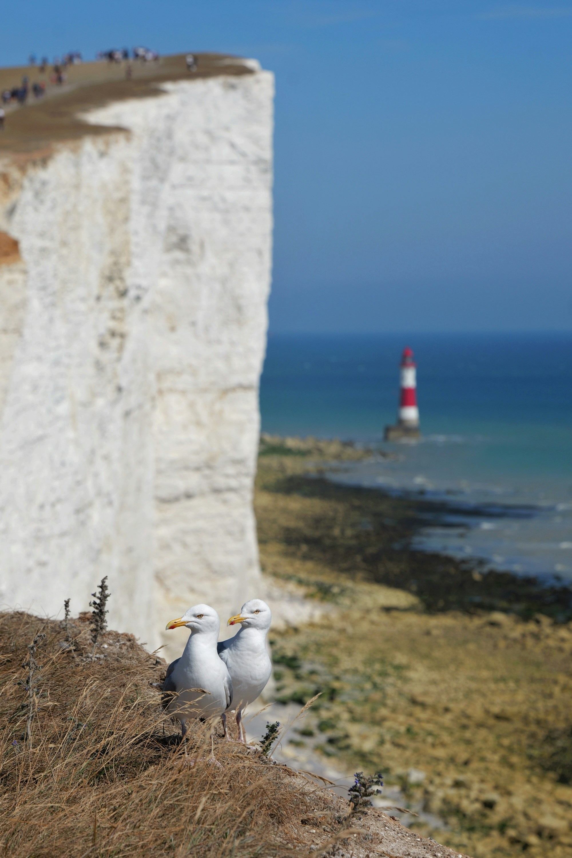 Two seagulls on a grassy cliff edge with white chalk cliffs and a lighthouse