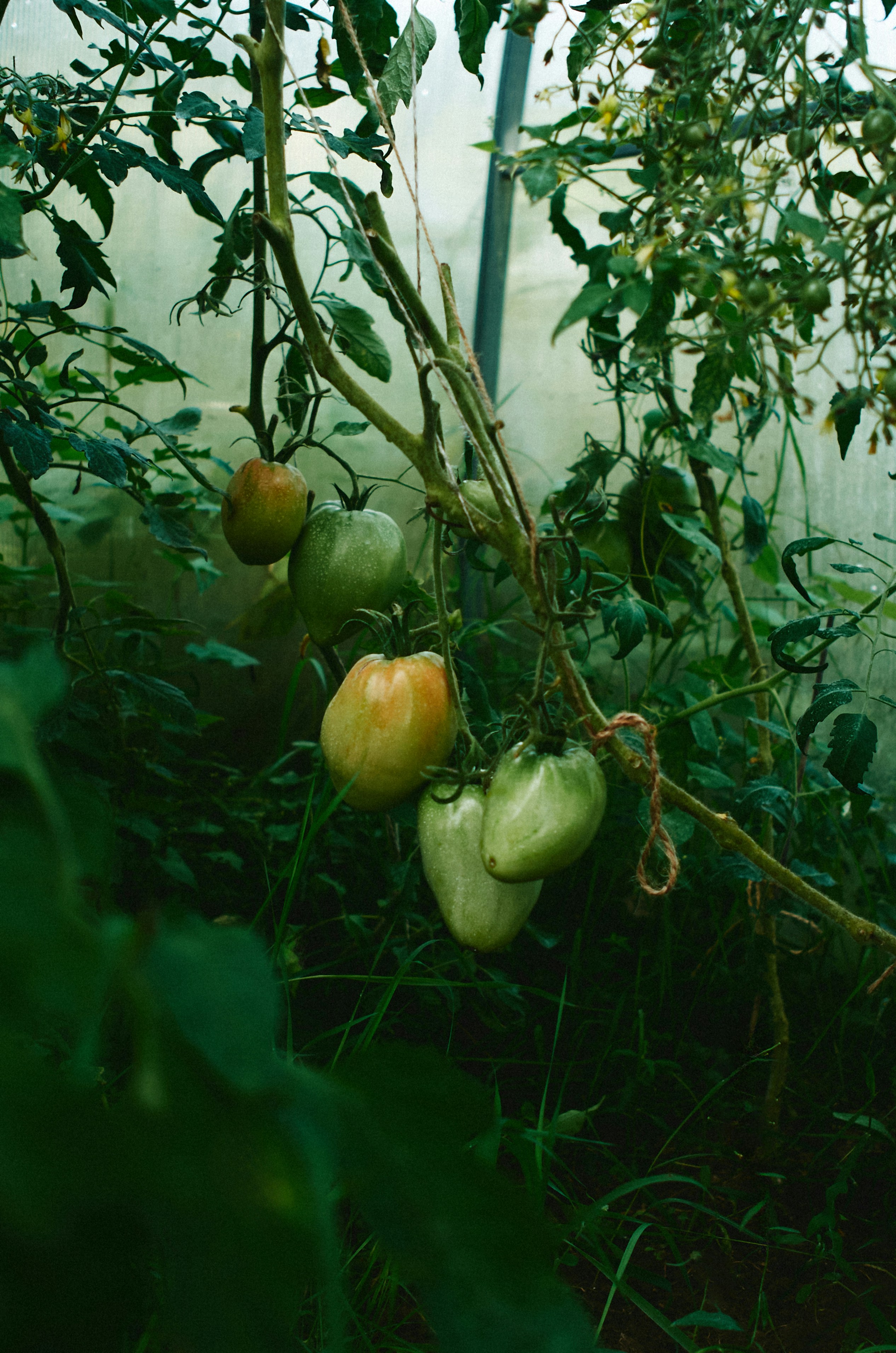 Pomodori verdi appesi a una vite all'interno di una serra.