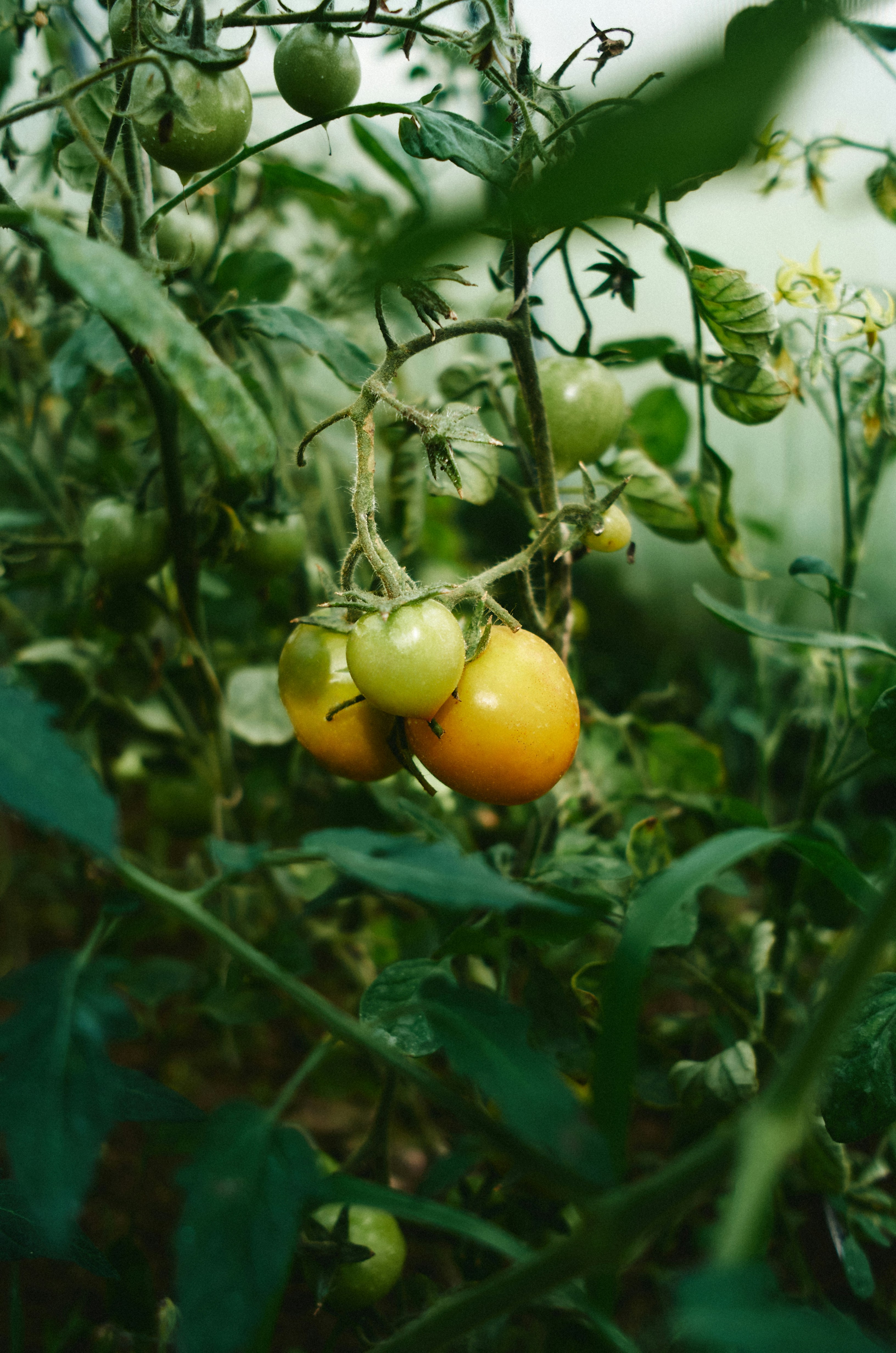 Pomodori gialli verdi e in maturazione appesi a una vite in un giardino.