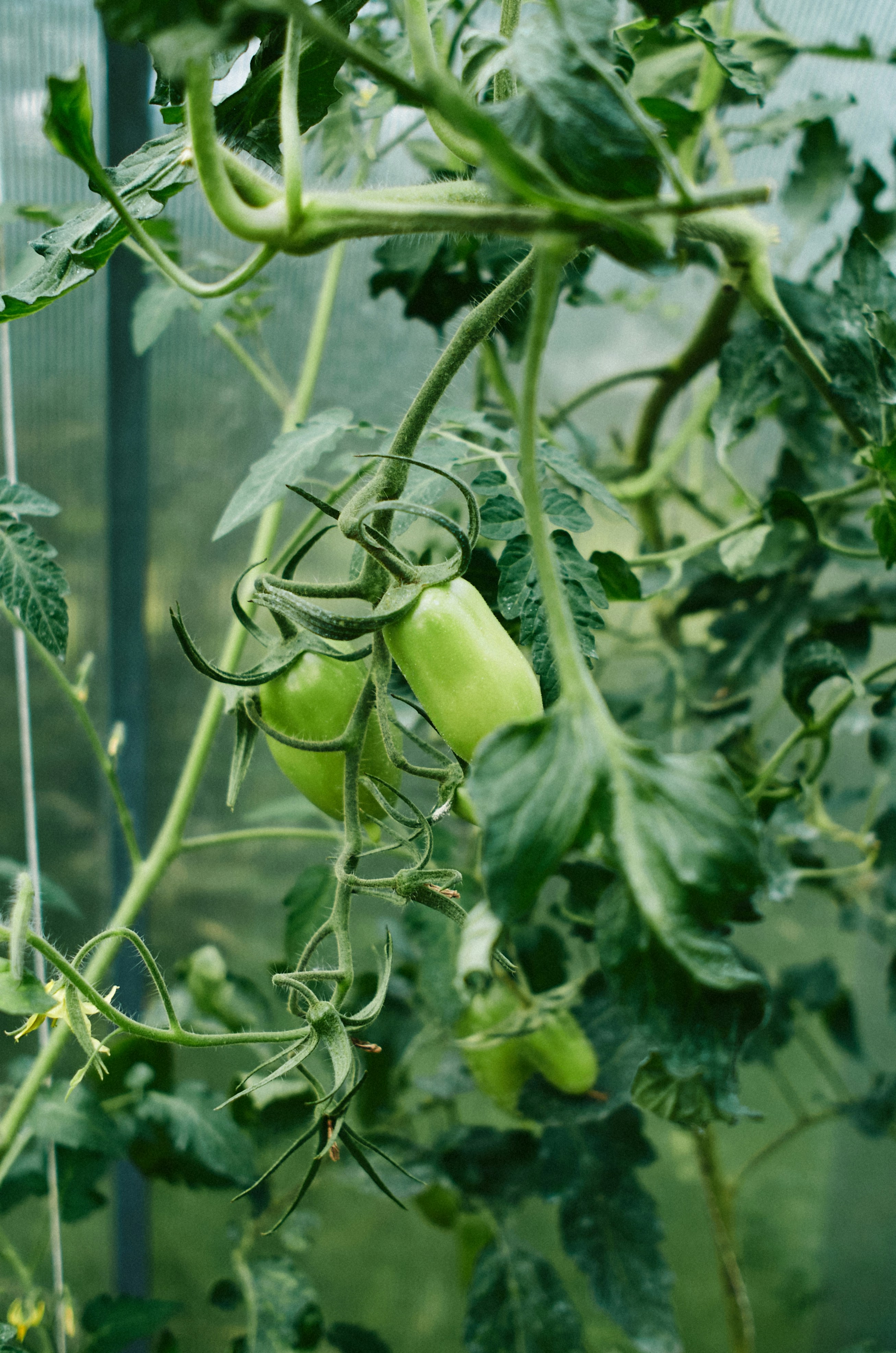 Pomodori verdi che crescono su una vite con foglie in una serra.