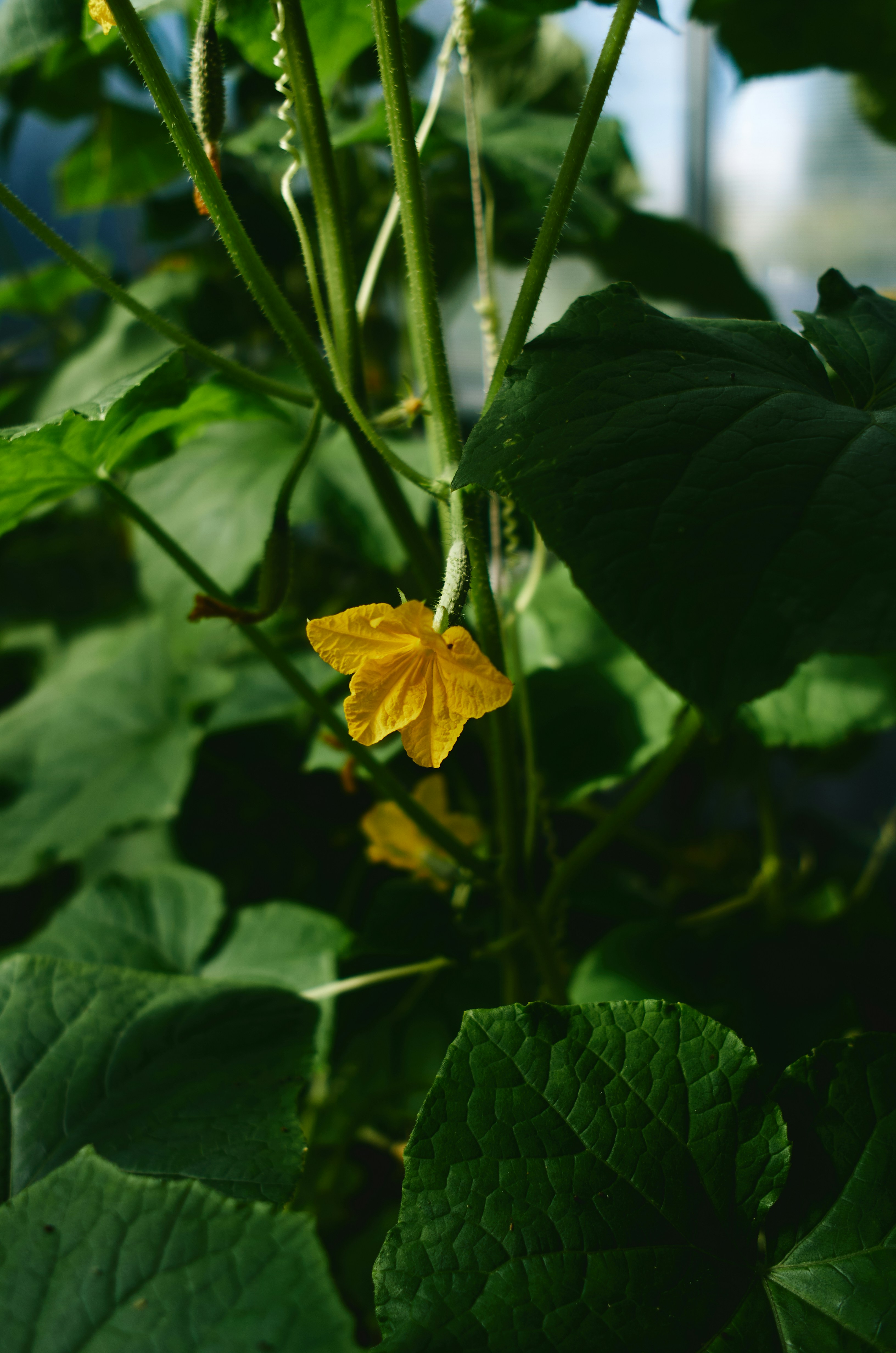 Un cetriolo giallo che fiorisce su una vite verde con grandi foglie.