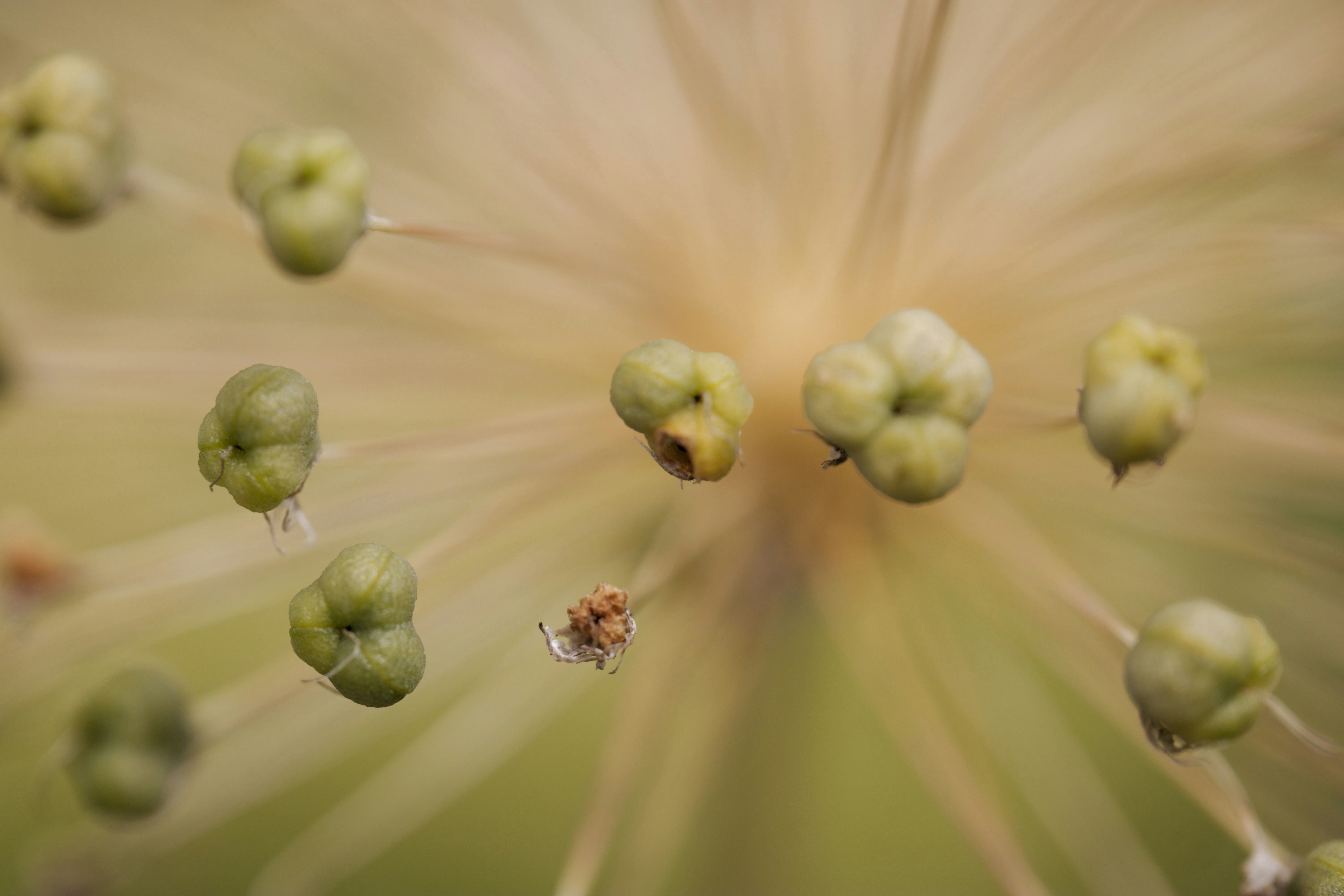 Vue macro de petites gousses vertes sur de fines tiges d’une fleur allium.