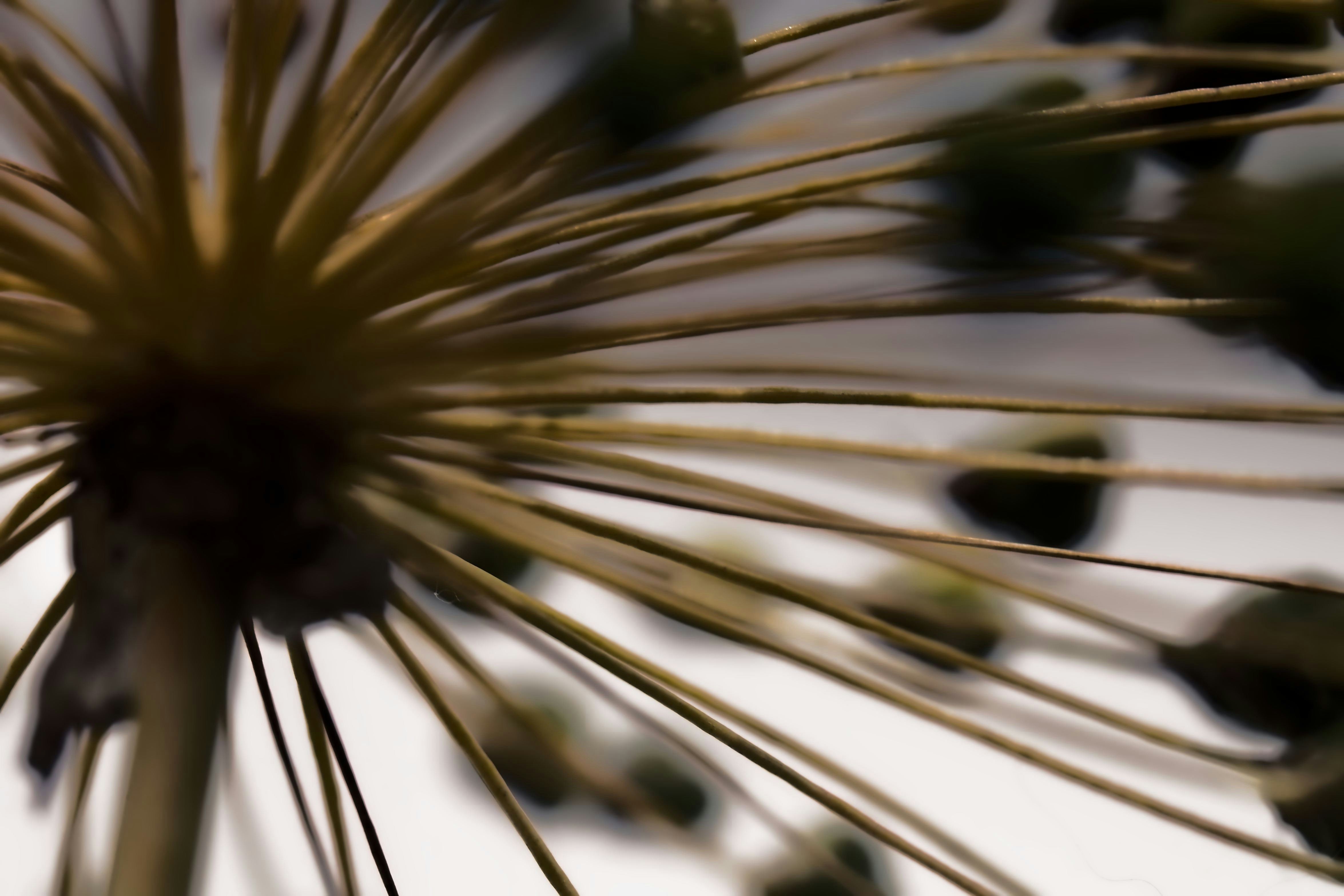 Vue macro d’une tête florale sphérique d’allium avec de fines tiges rayonnantes.