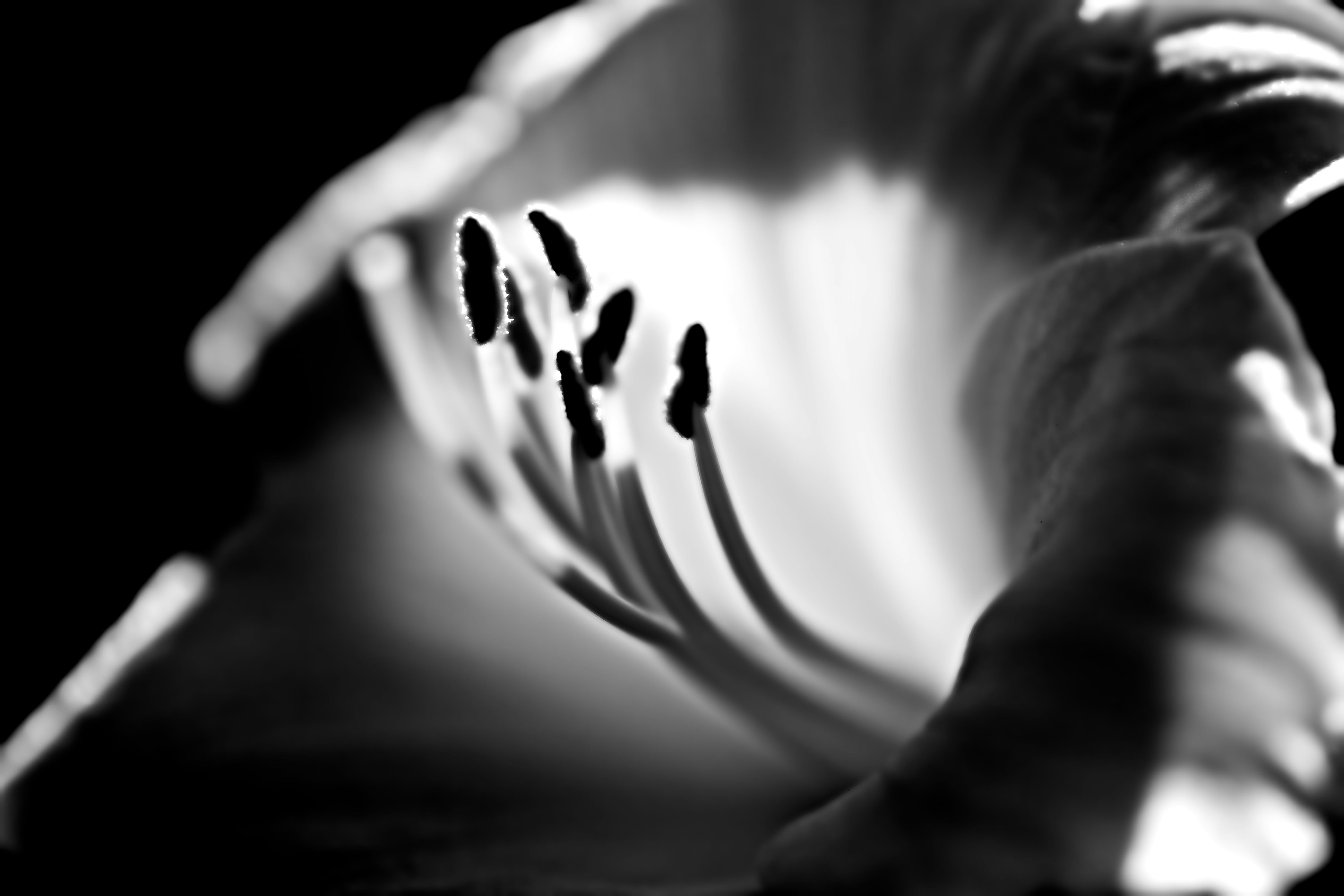 Une vue macro des étamines de lys sur un fond sombre et à fort contraste.