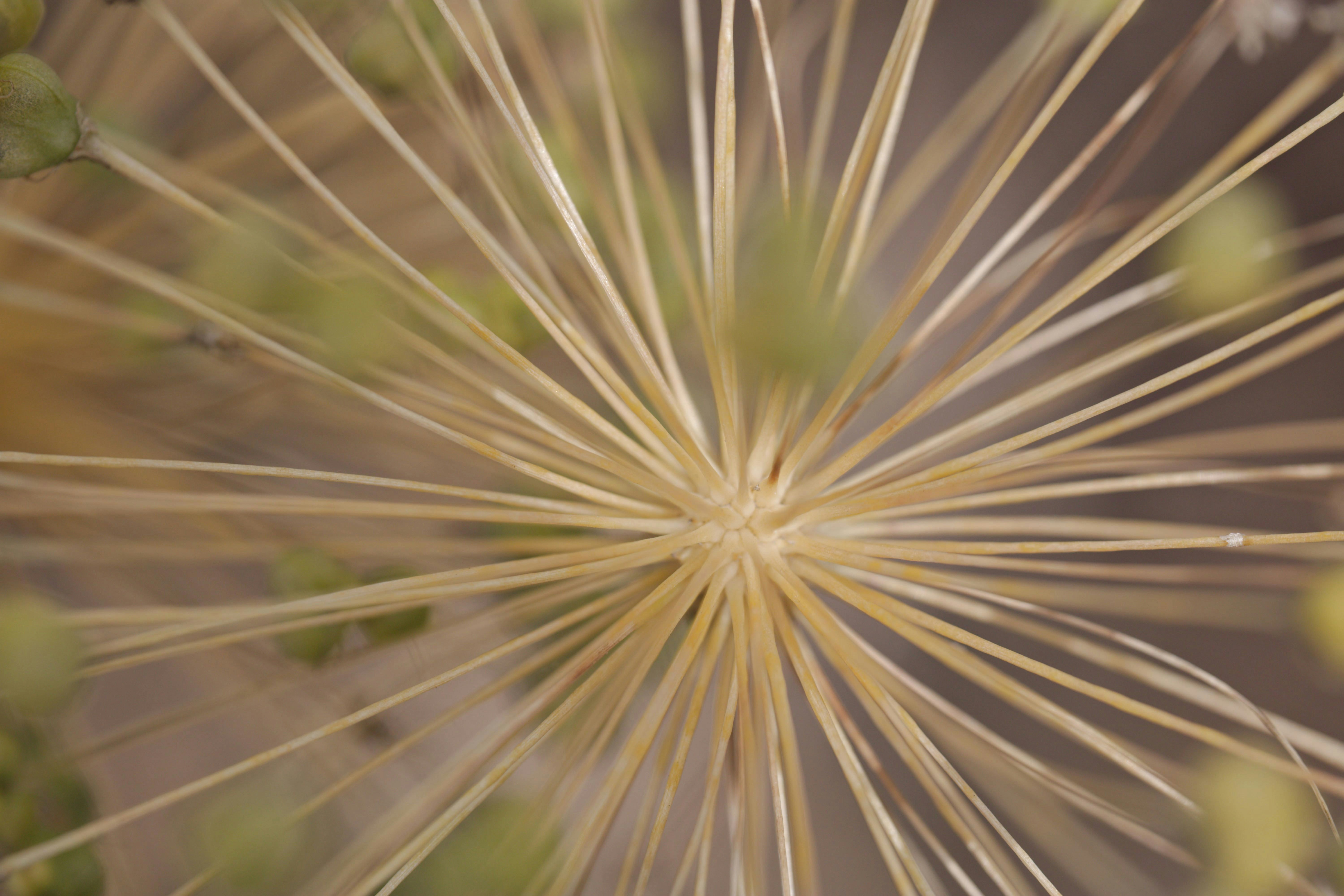 Une vue macro d’une tête de fleur d’allium séchée avec des tiges de graines rayonnantes.