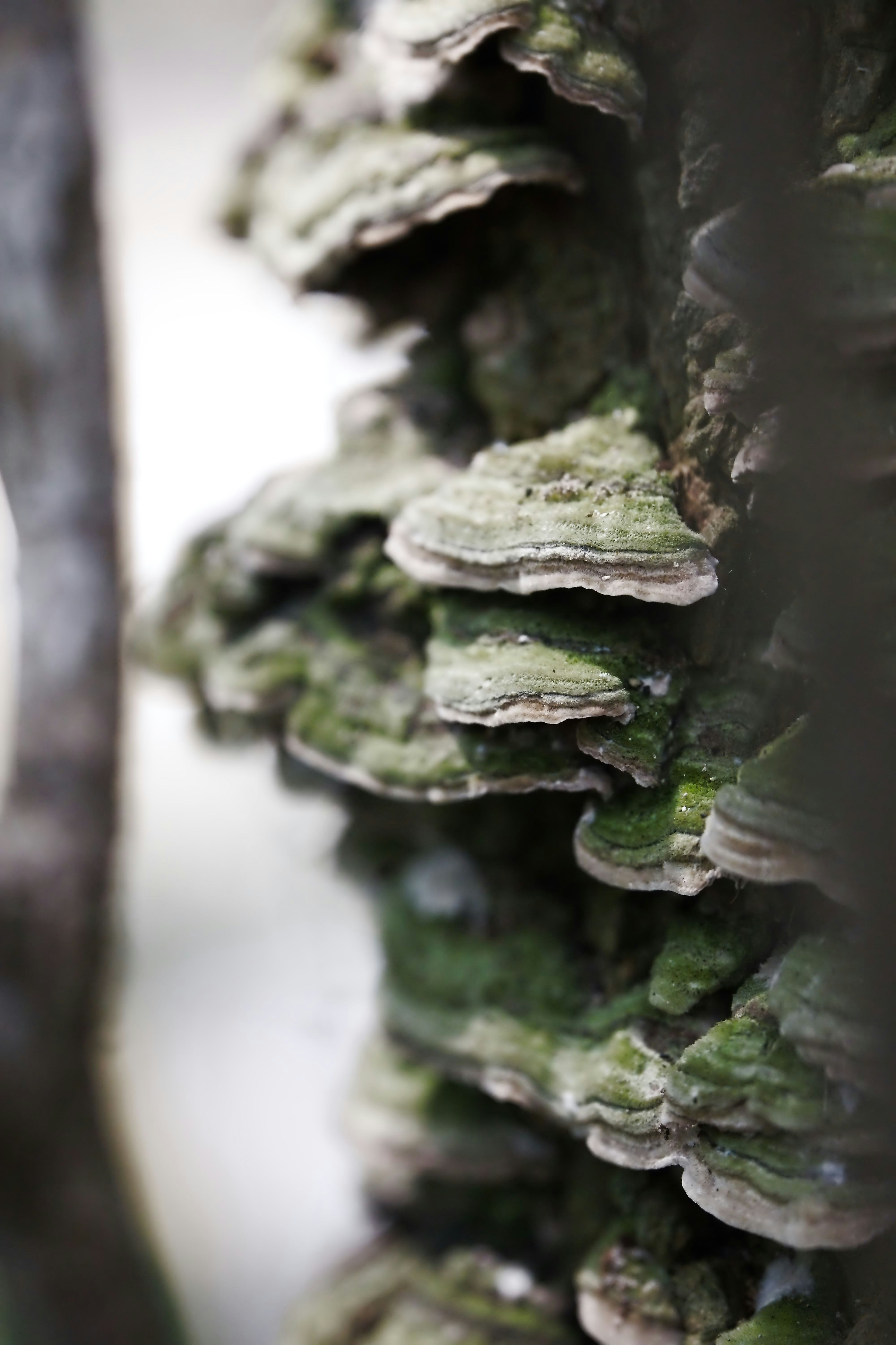 Champignons verts et blancs de plateau qui poussent en couches sur un tronc d’arbre.
