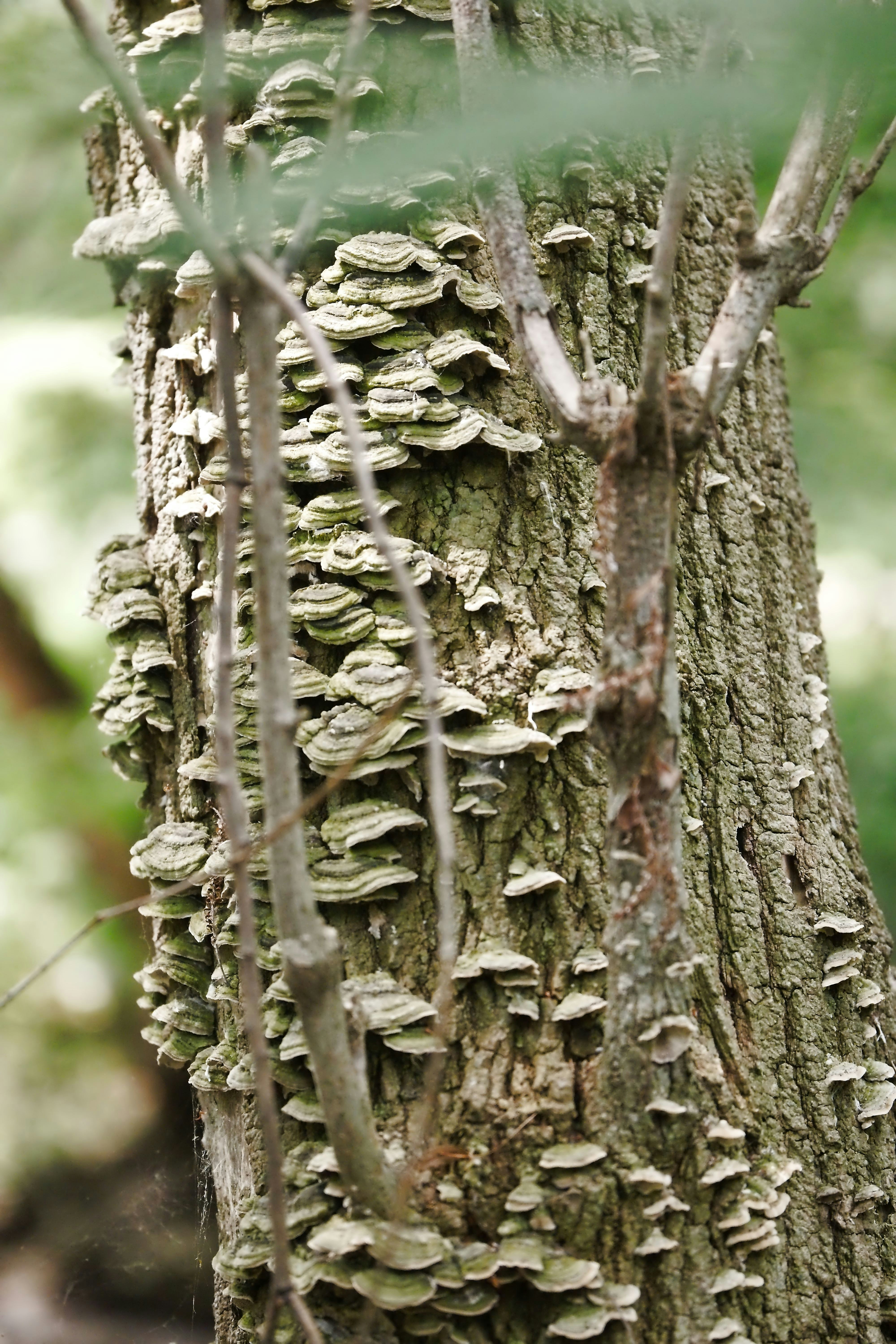 Champignons de plateau poussant en grappes sur l’écorce texturée d’un tronc d’arbre.