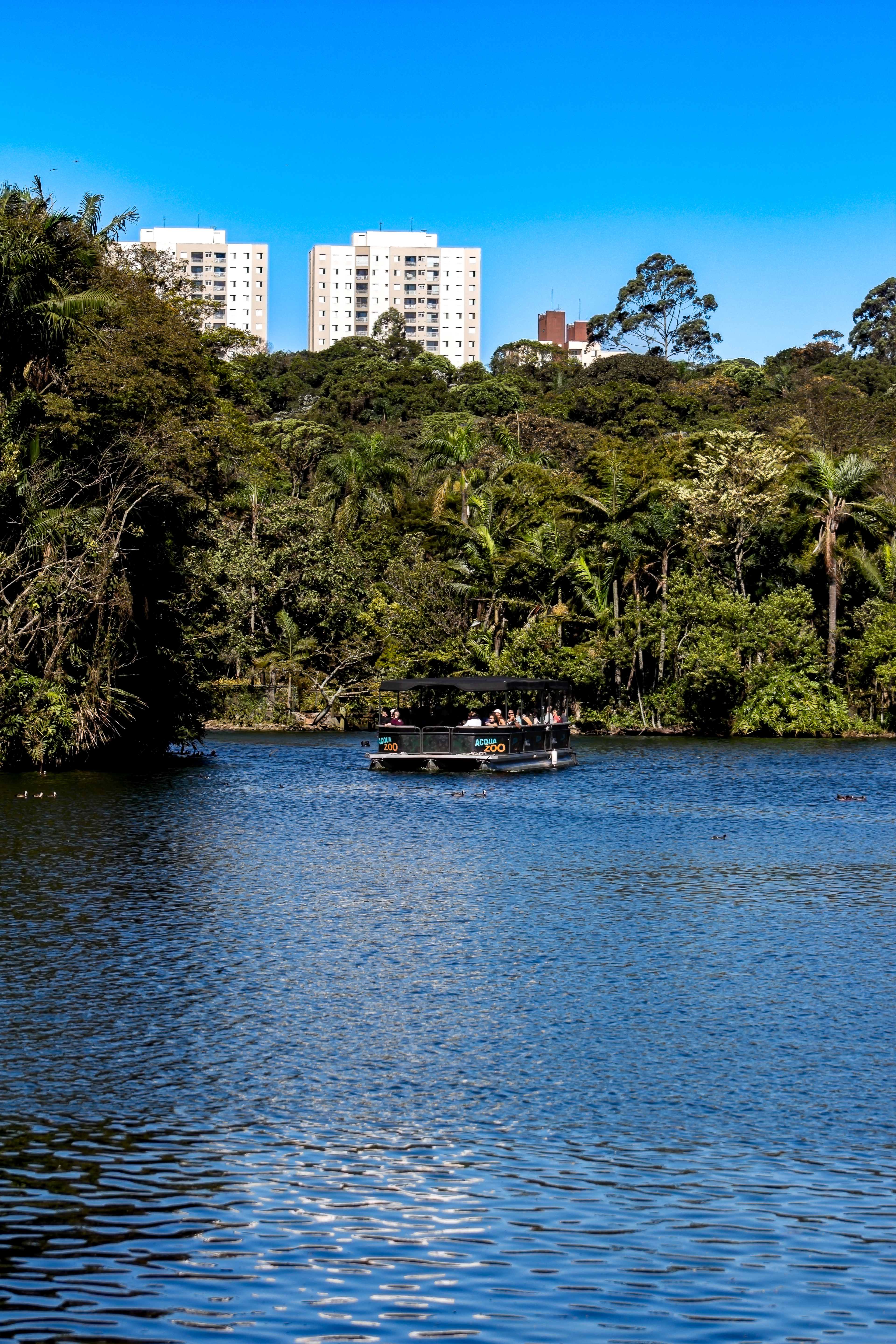 A tour boat crosses a park lake ringed by dense rainforest trees with city apartment towers rising beyond.